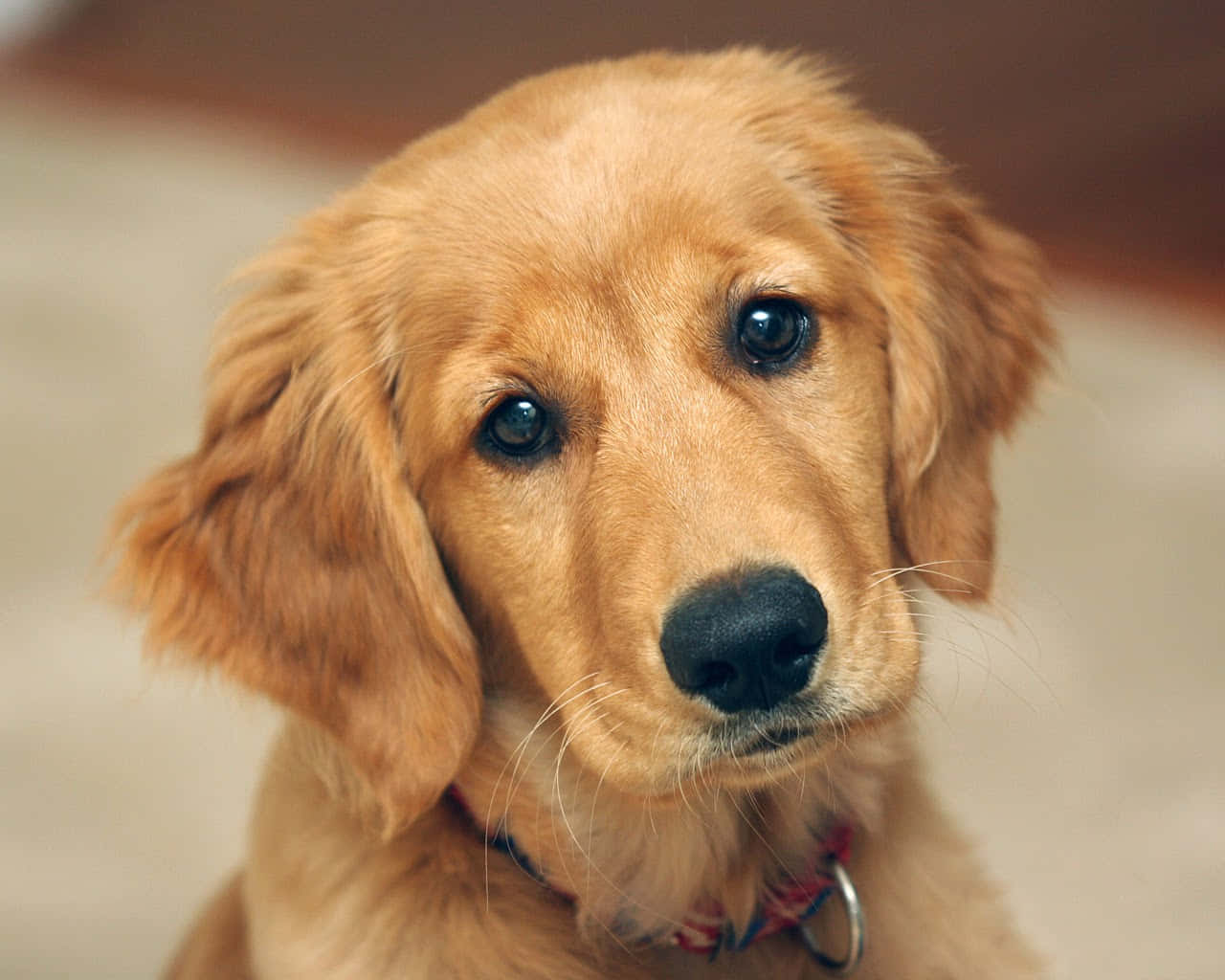 小狗 桌布 壁紙 — 一隻黃金獵犬幼犬的特寫，擁有柔軟的金色毛髮和充滿靈魂的深色眼睛，直視鏡頭。