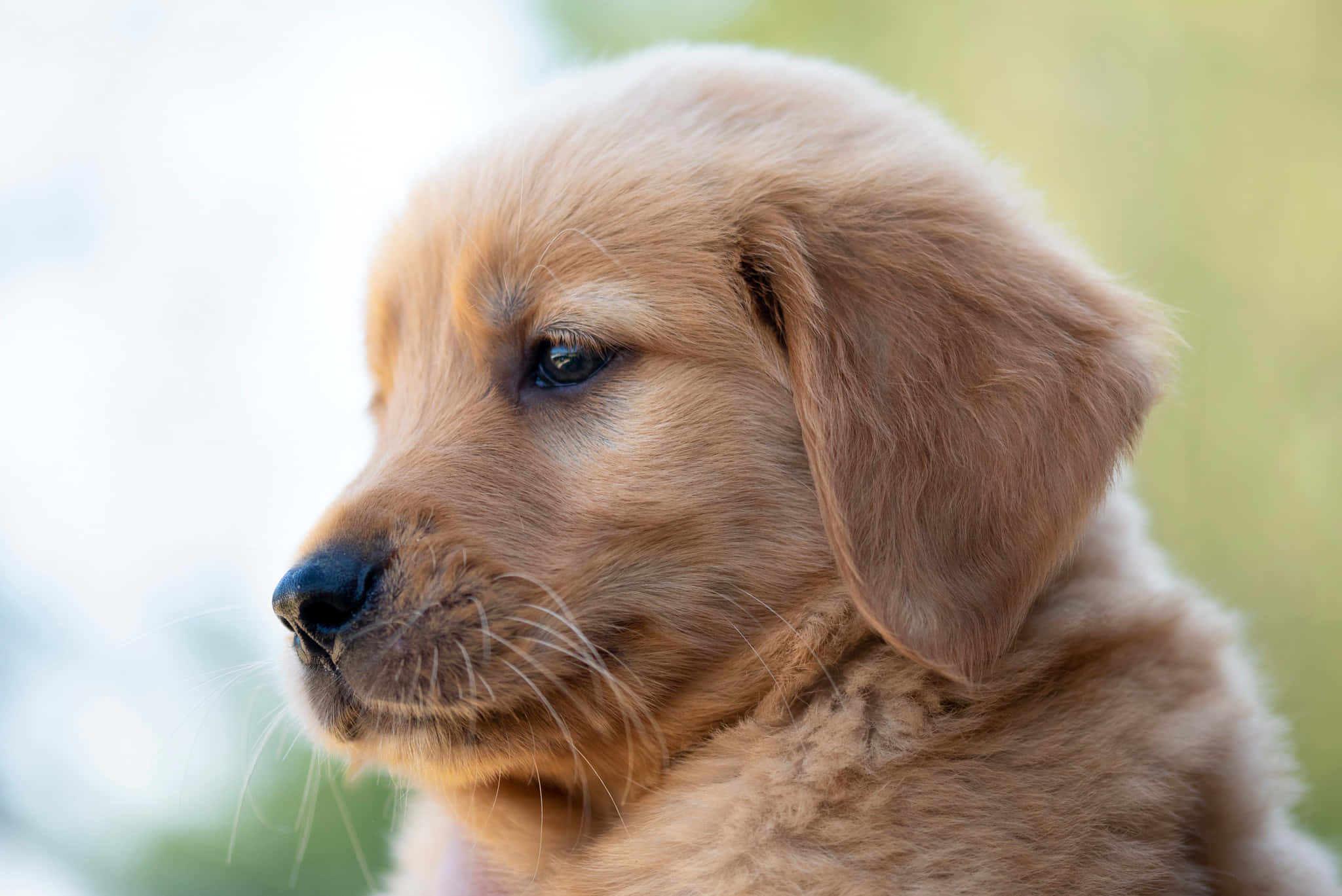 小狗 桌布 壁紙 — 一隻黃金獵犬幼犬的特寫，毛髮柔軟，眼神溫柔，若有所思地望向一旁。