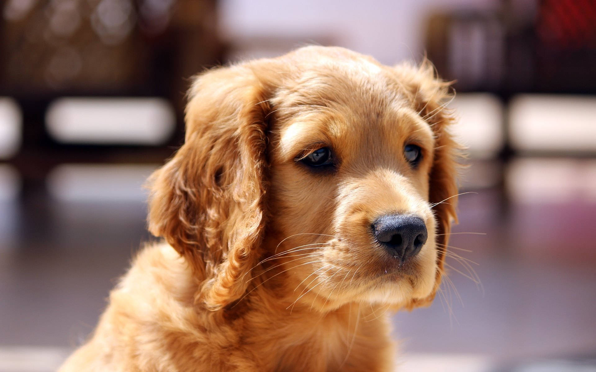 Cute Puppy 桌布 壁紙 — 一隻黃金獵犬幼犬的特寫，毛髮柔軟，眼神溫柔，若有所思地望向一旁。
