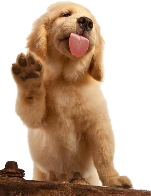 拉布拉多 桌布 壁紙 — 一隻黃金獵犬幼犬站在木頭上，抬起爪子並伸出舌頭，做出愉快的問候。