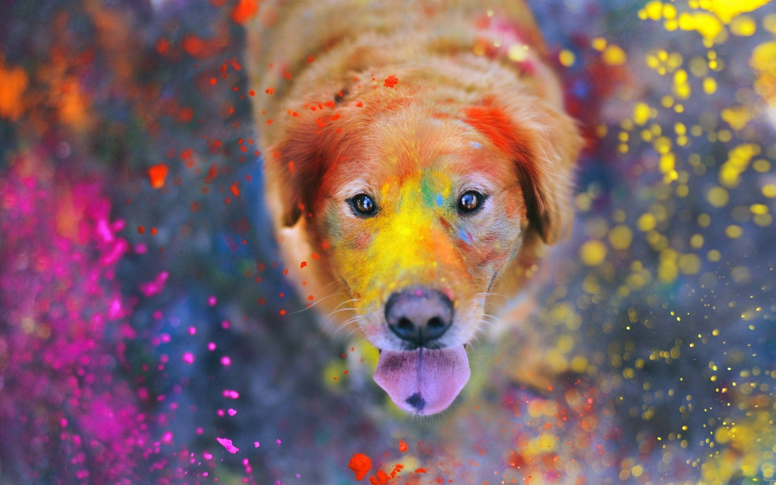 寵物動圖 桌布 壁紙 — 一隻黃金獵犬幼犬臉上沾滿油漆斑點，伸出舌頭，直視鏡頭，背景是色彩繽紛的散景。