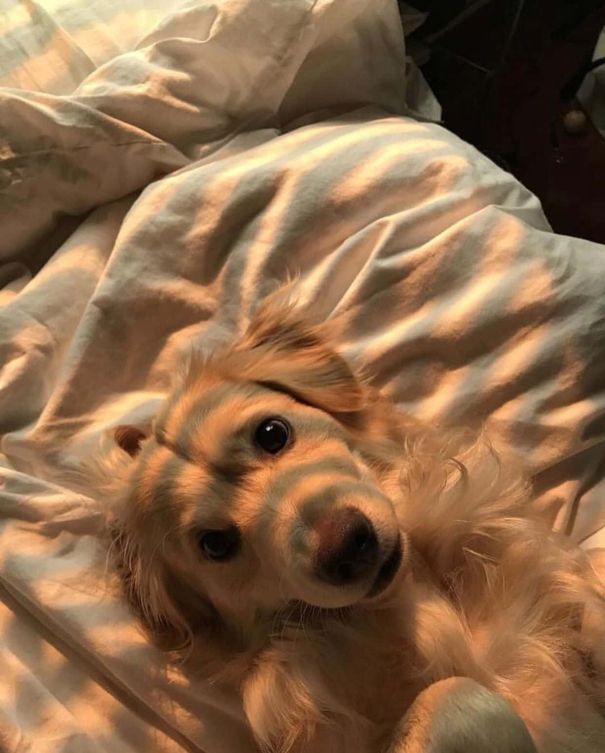 狗 桌布 壁紙 — 一隻黃金獵犬幼犬蜷縮在柔軟的米色床單上，沐浴在從窗戶灑進的溫暖金色陽光中。
