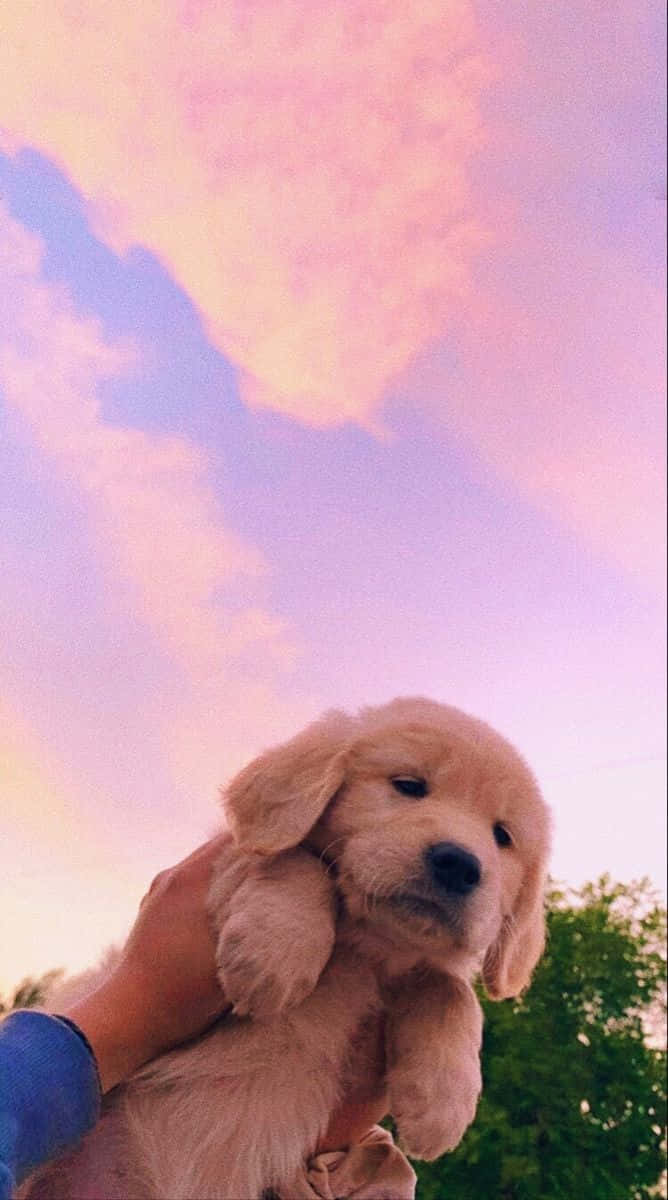 Dog Aesthetic 桌布 壁紙 — 一隻黃金獵犬幼犬被舉起，對著夢幻的粉紅和紫色日落天空。