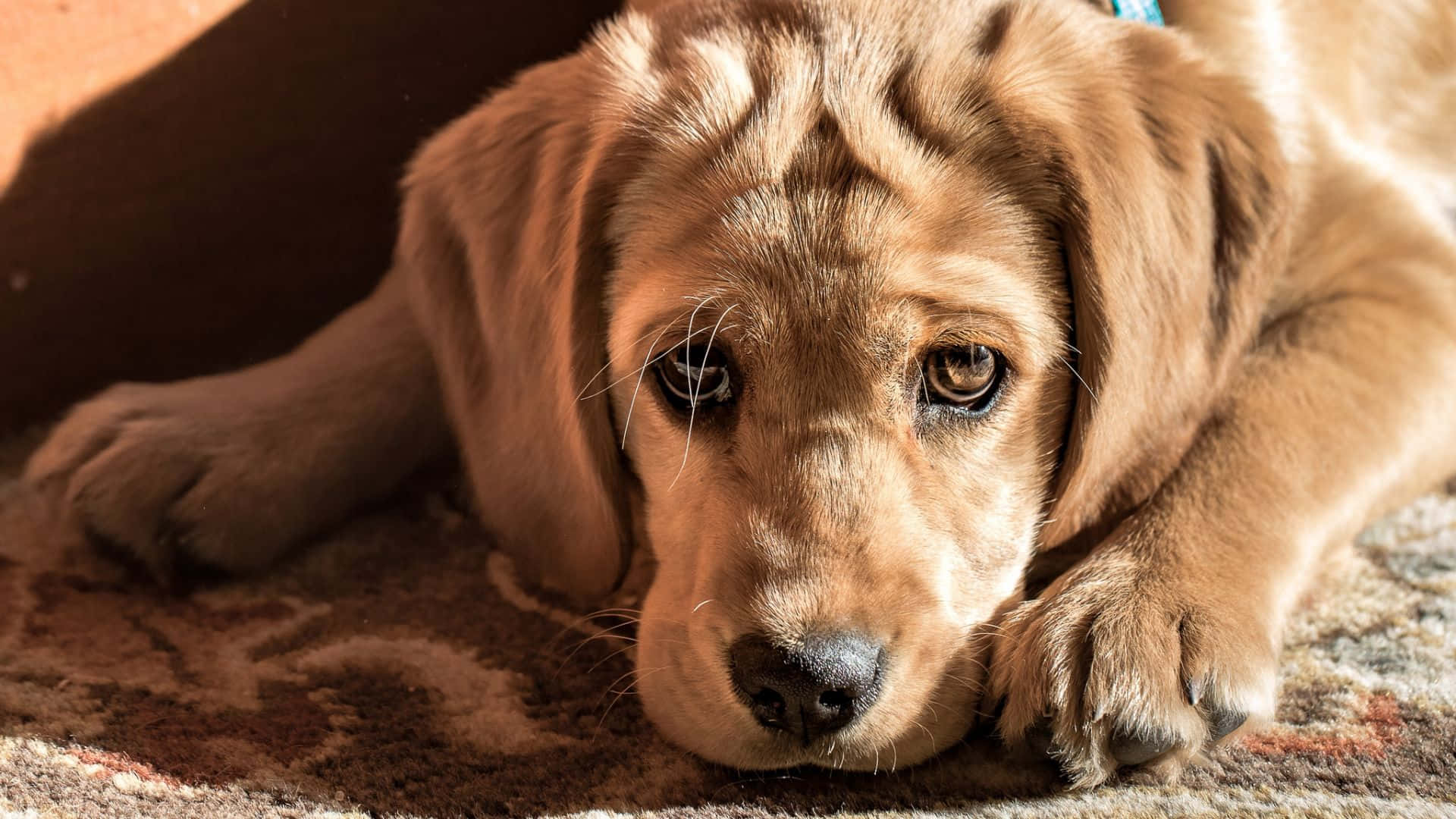 golden retriever puppy 桌布 壁紙 — 一隻黃金獵犬幼犬躺在圖案地毯上，在柔和自然光線中向上凝視，眼神充滿靈魂。