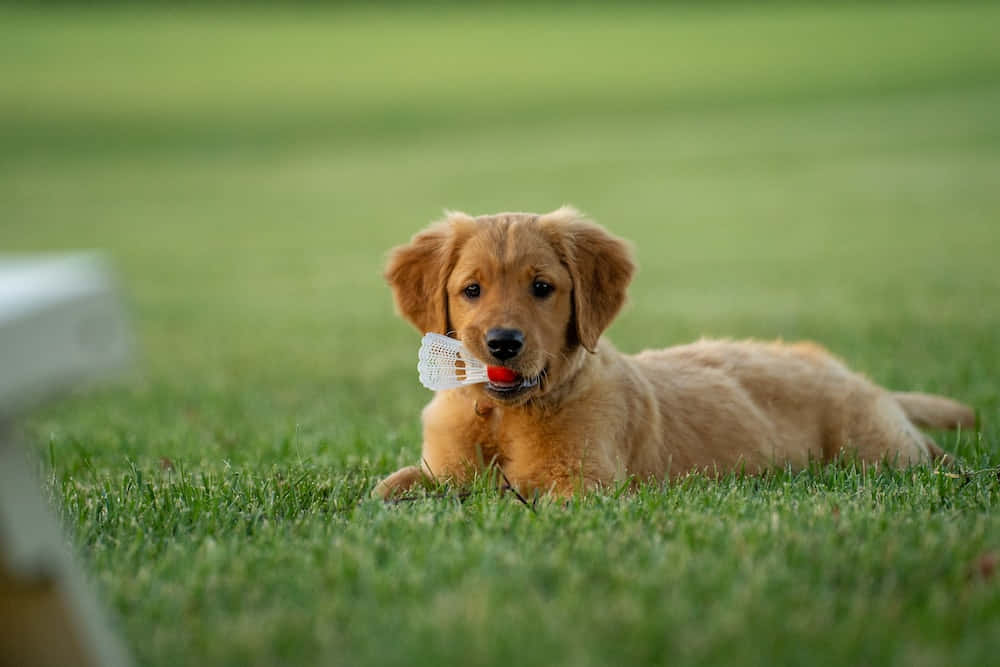 小狗 桌布 壁紙 — 一隻黃金獵犬幼犬躺在茂密的綠色草地上，嘴裡叼著一個白色和紅色的羽毛球。