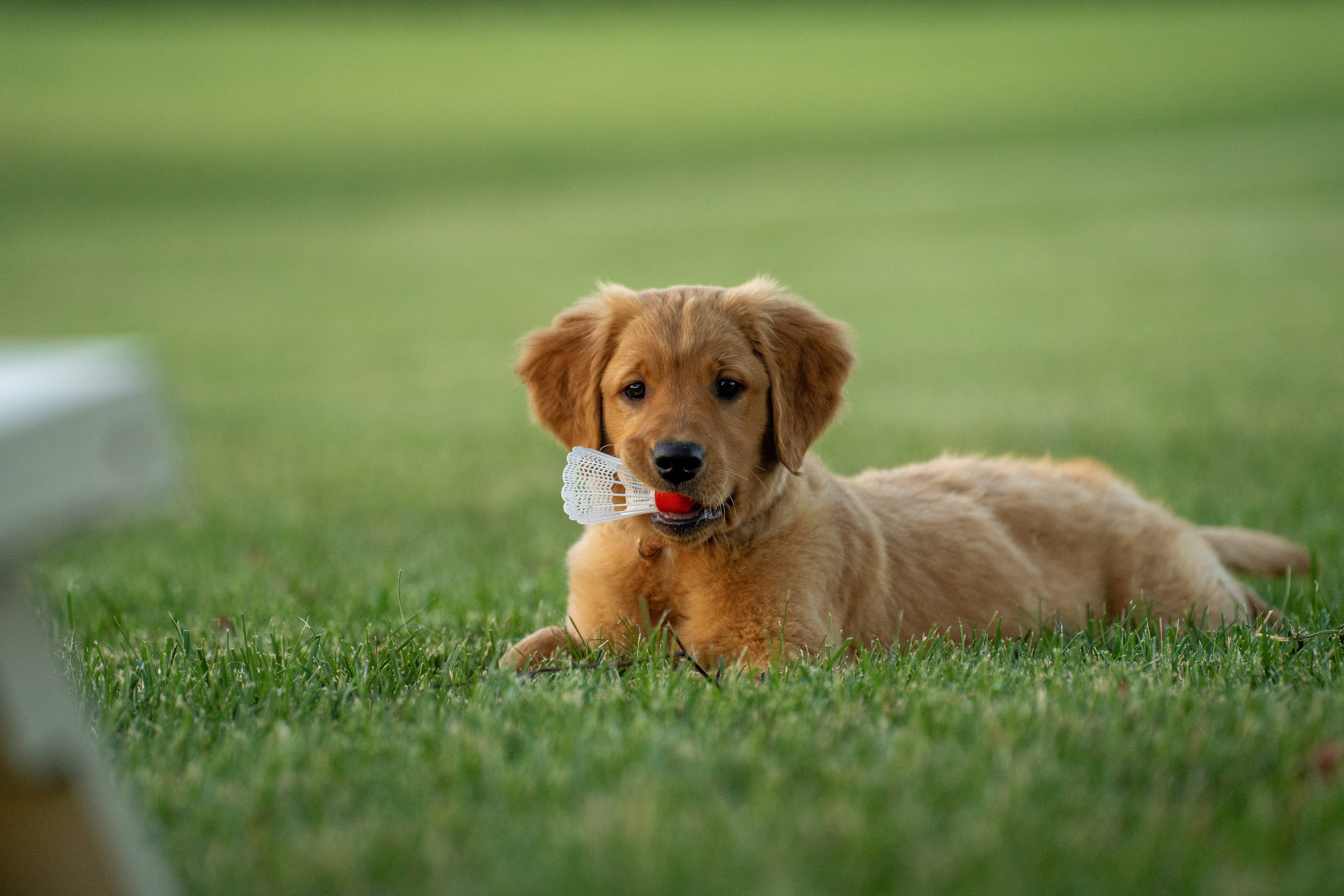 黃金獵犬幼犬 桌布 壁紙 — 一隻黃金獵犬幼犬躺在鮮綠色的草地上，嘴裡叼著一個白色和紅色的羽毛球。