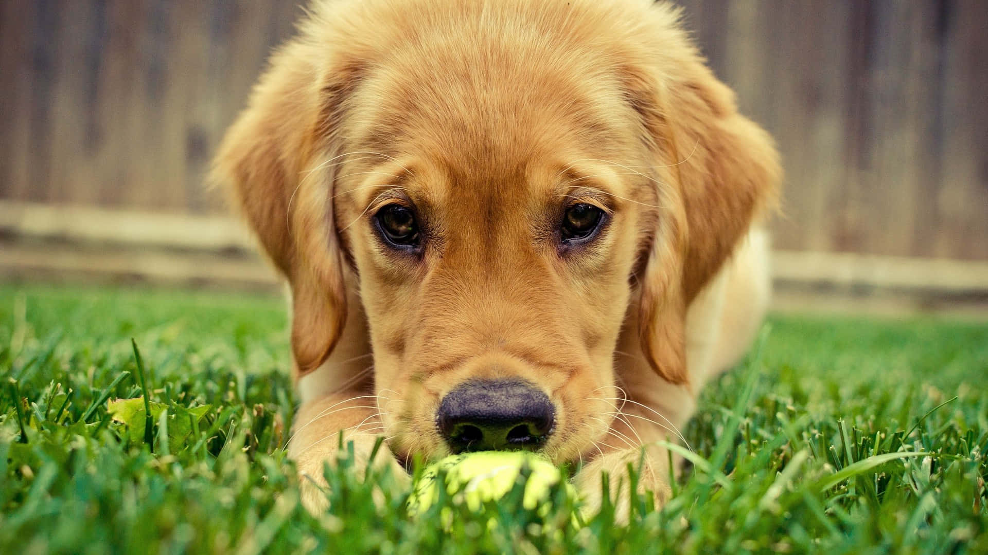 golden retriever puppy 桌布 壁紙 — 一隻黃金獵犬幼犬躺在鮮綠色的草地上，黃色網球靠近牠的鼻子。