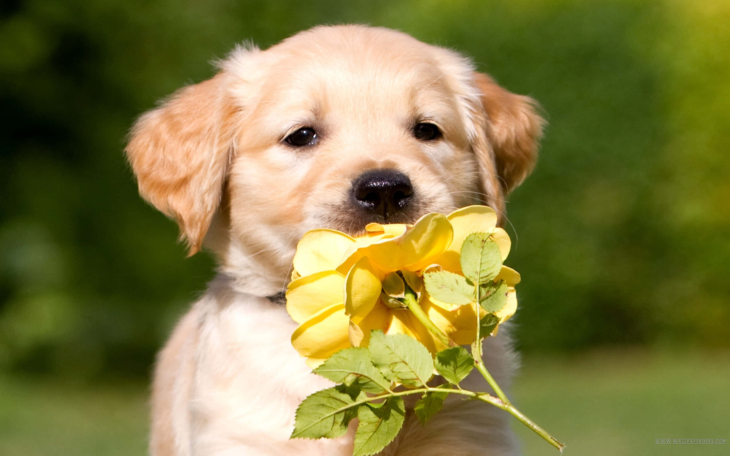 小狗 桌布 壁紙 — 一隻黃金獵犬幼犬輕輕叼著一朵鮮黃色玫瑰，背景是柔和的綠色模糊效果。