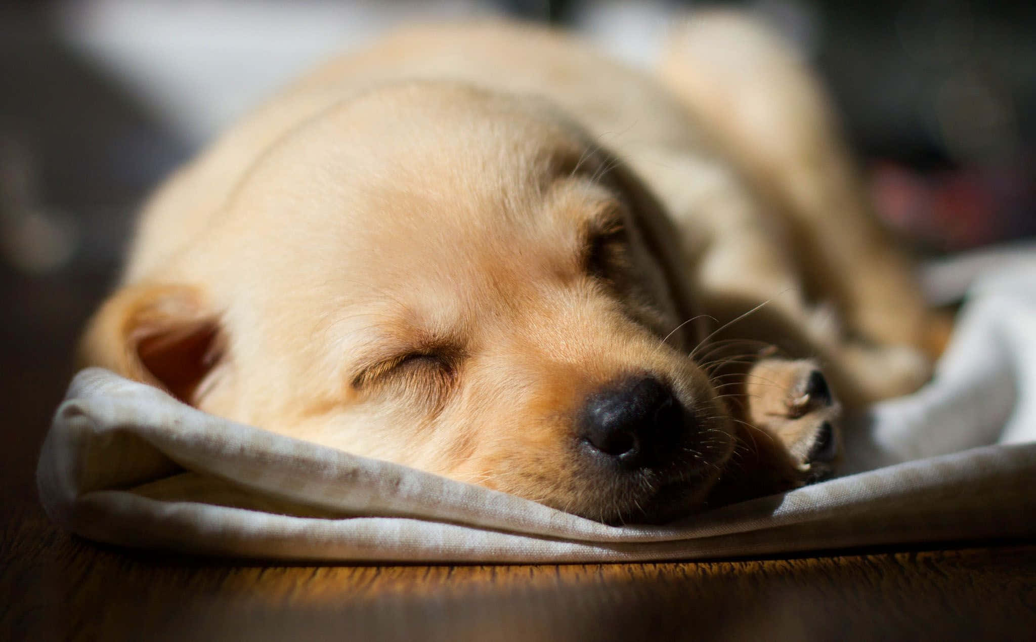 小狗 桌布 壁紙 — 一隻黃金獵犬幼犬閉著眼睛，在柔軟的毯子上沐浴著溫暖的陽光，安詳地睡著。