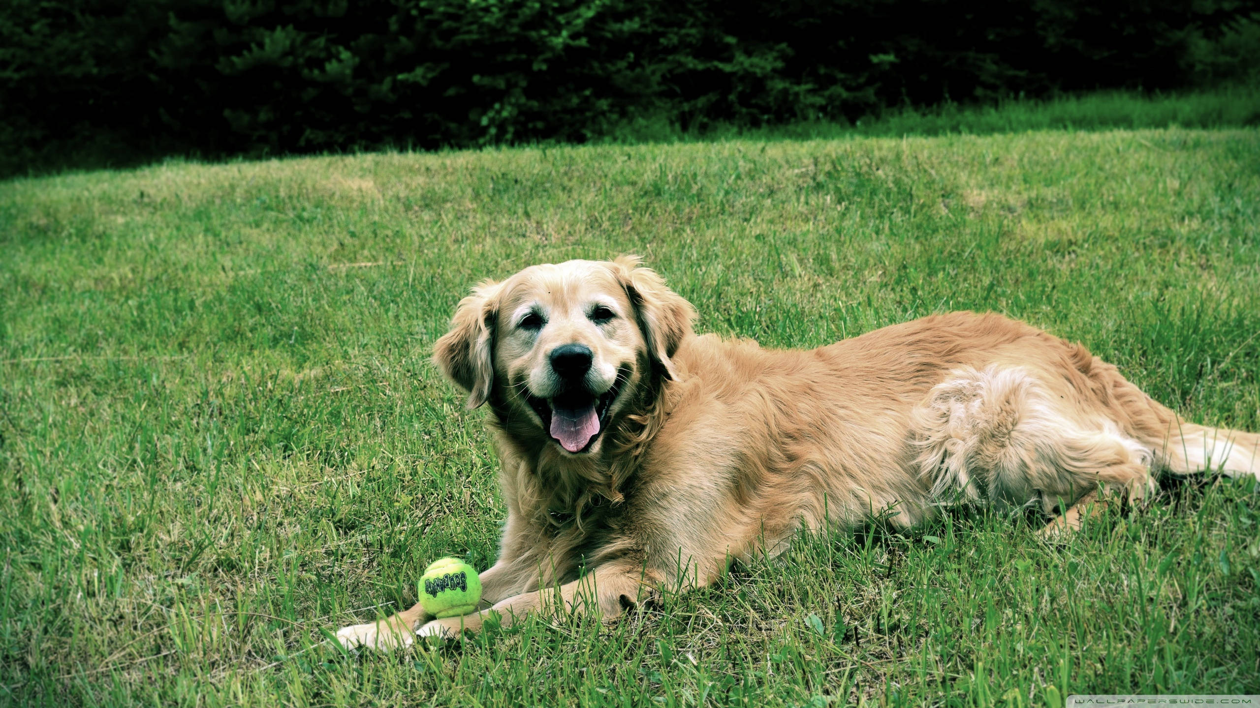 黃金獵犬 桌布 壁紙 — 一隻黃金獵犬快樂地躺在茂密的綠草地上，網球就在牠的爪子旁邊。