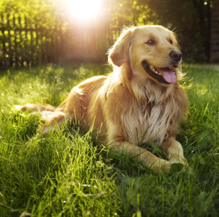 Grass 桌布 壁紙 — 一隻黃金獵犬快樂地躺在鮮綠色的草地上，溫暖的陽光在牠身後照耀。
