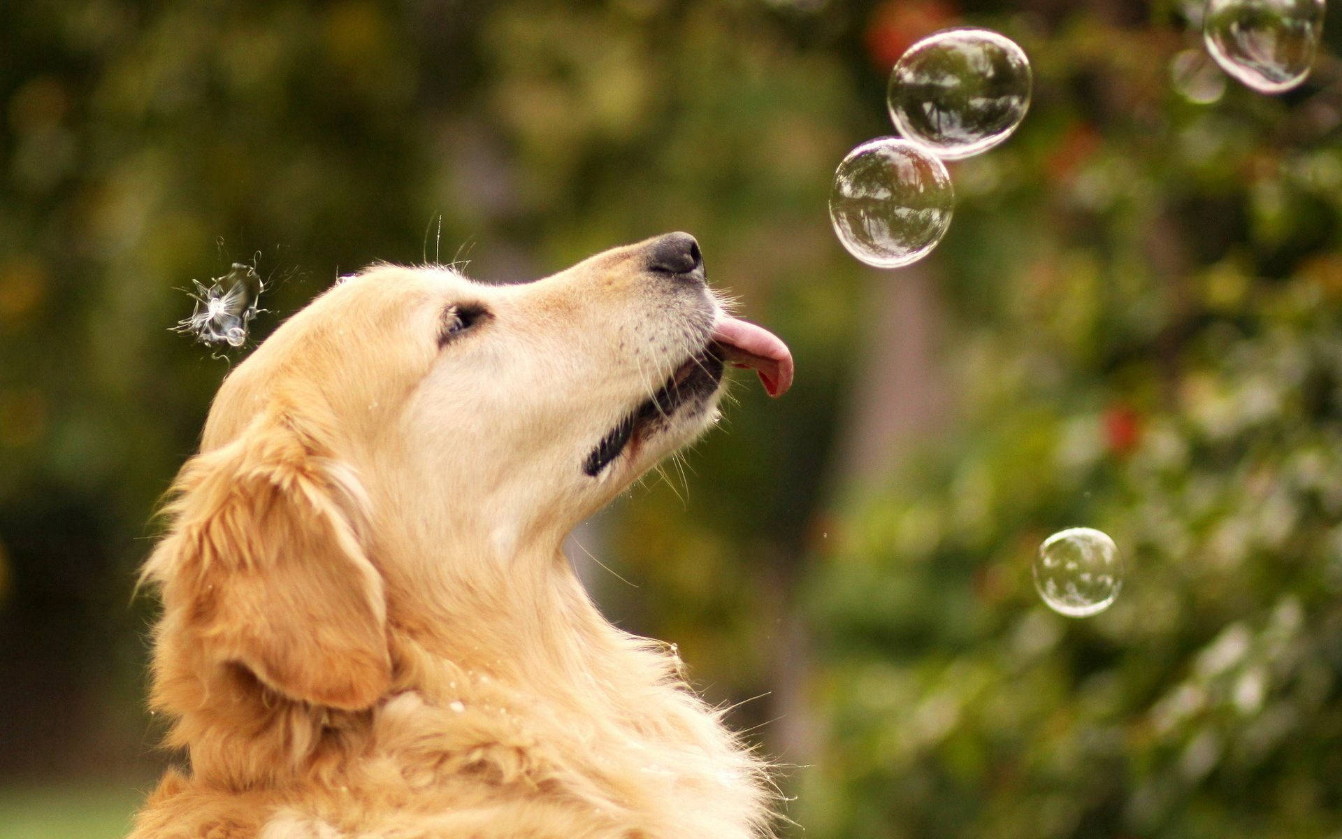 夏天 桌布 壁紙 — 一隻黃金獵犬愉快地舔著在它臉旁破裂的肥皂泡，背景是模糊的綠色花園。