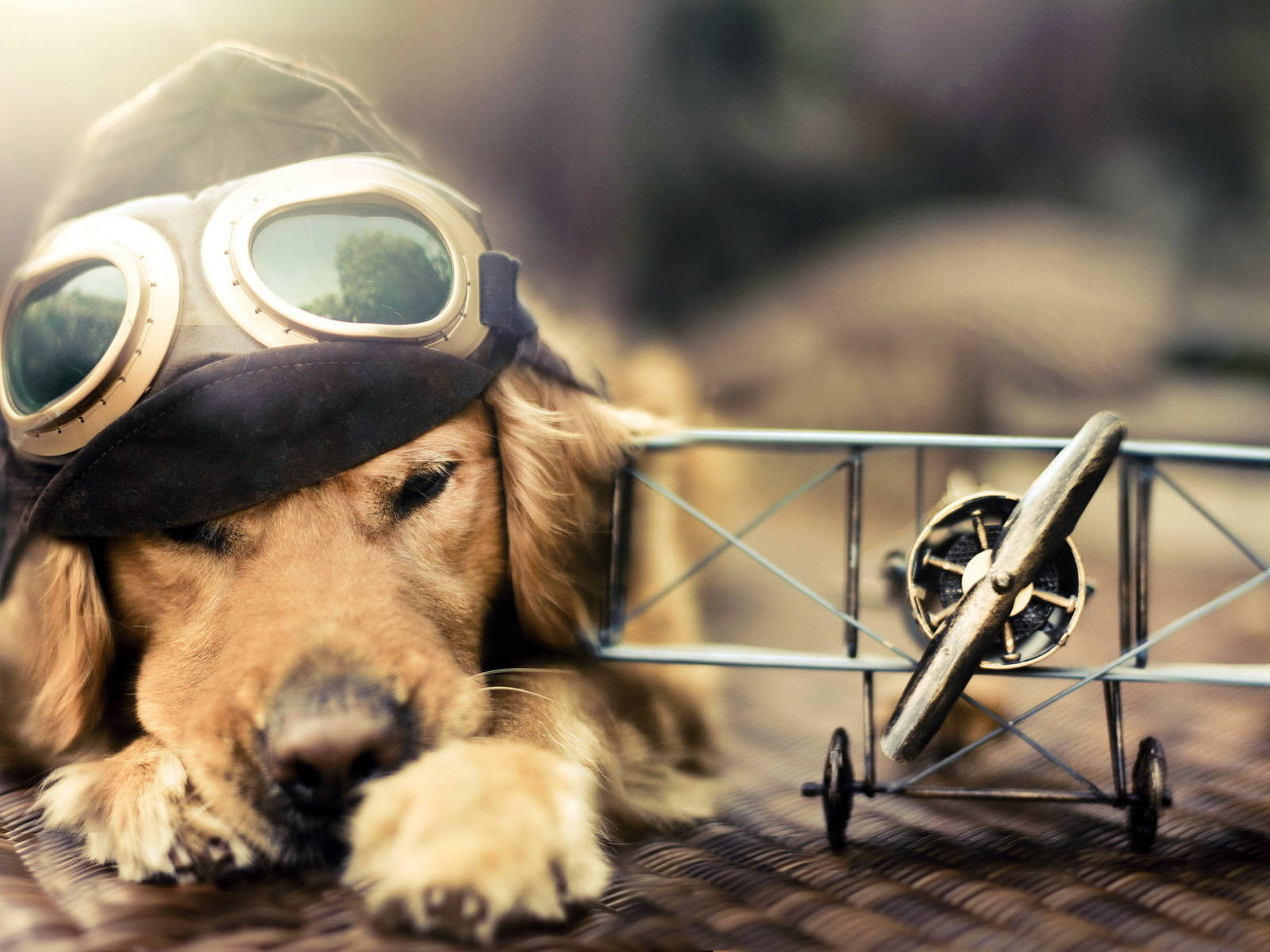 黃金獵犬 桌布 壁紙 — 一隻黃金獵犬戴著復古飛行員護目鏡和帽子，在編織表面上的一架微型雙翼機旁邊休息。