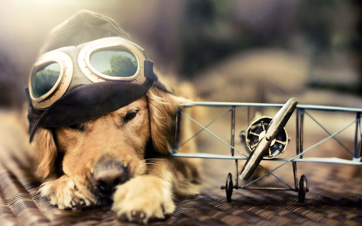桌布 壁紙 — 一隻黃金獵犬戴著復古飛行員護目鏡，在編織表面上的一架微型雙翼機旁邊休息。