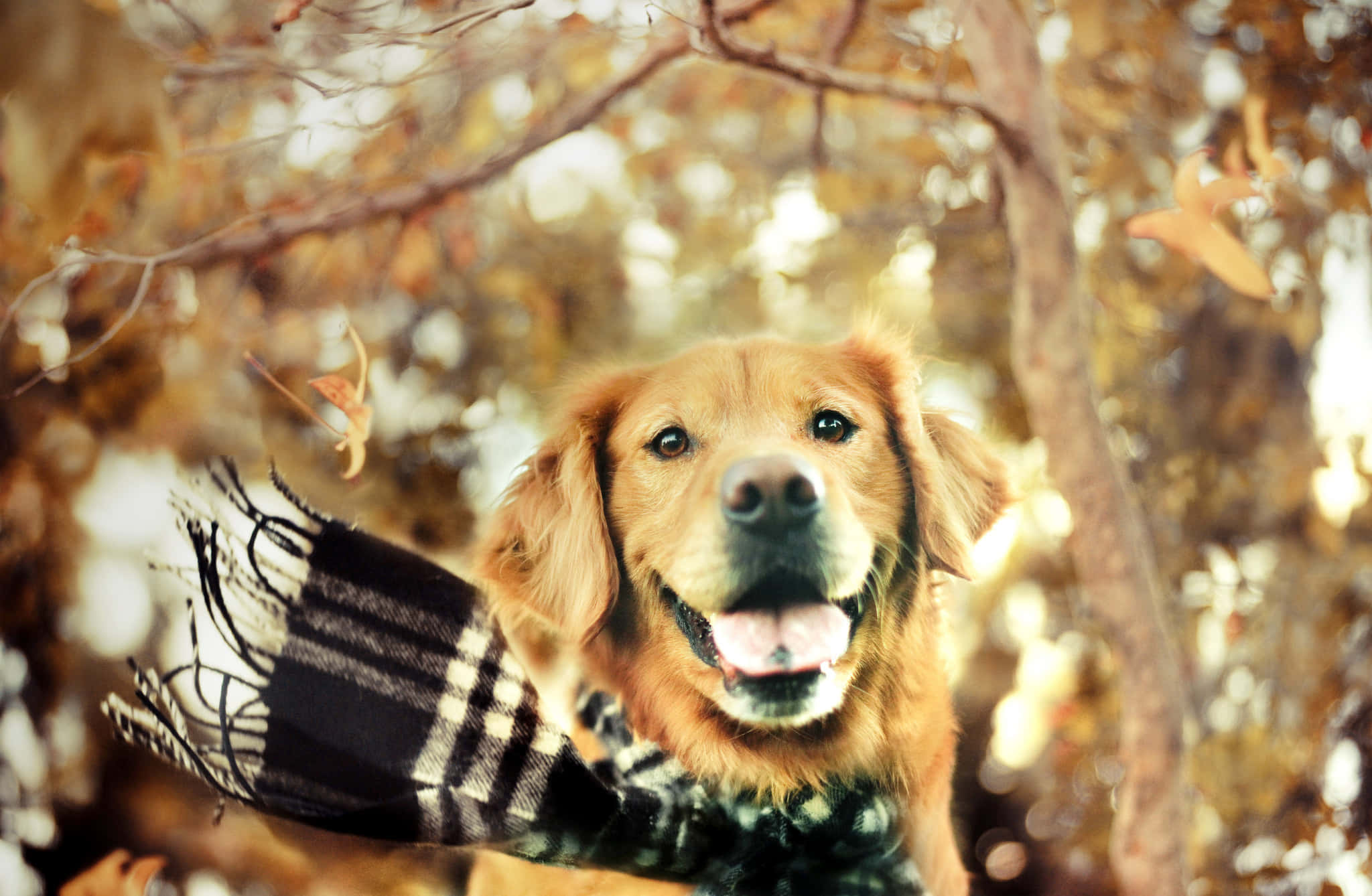 黃金獵犬 桌布 壁紙 — 一隻黃金獵犬戴著格紋圍巾，在落葉和光禿禿的樹枝中快樂地微笑。
