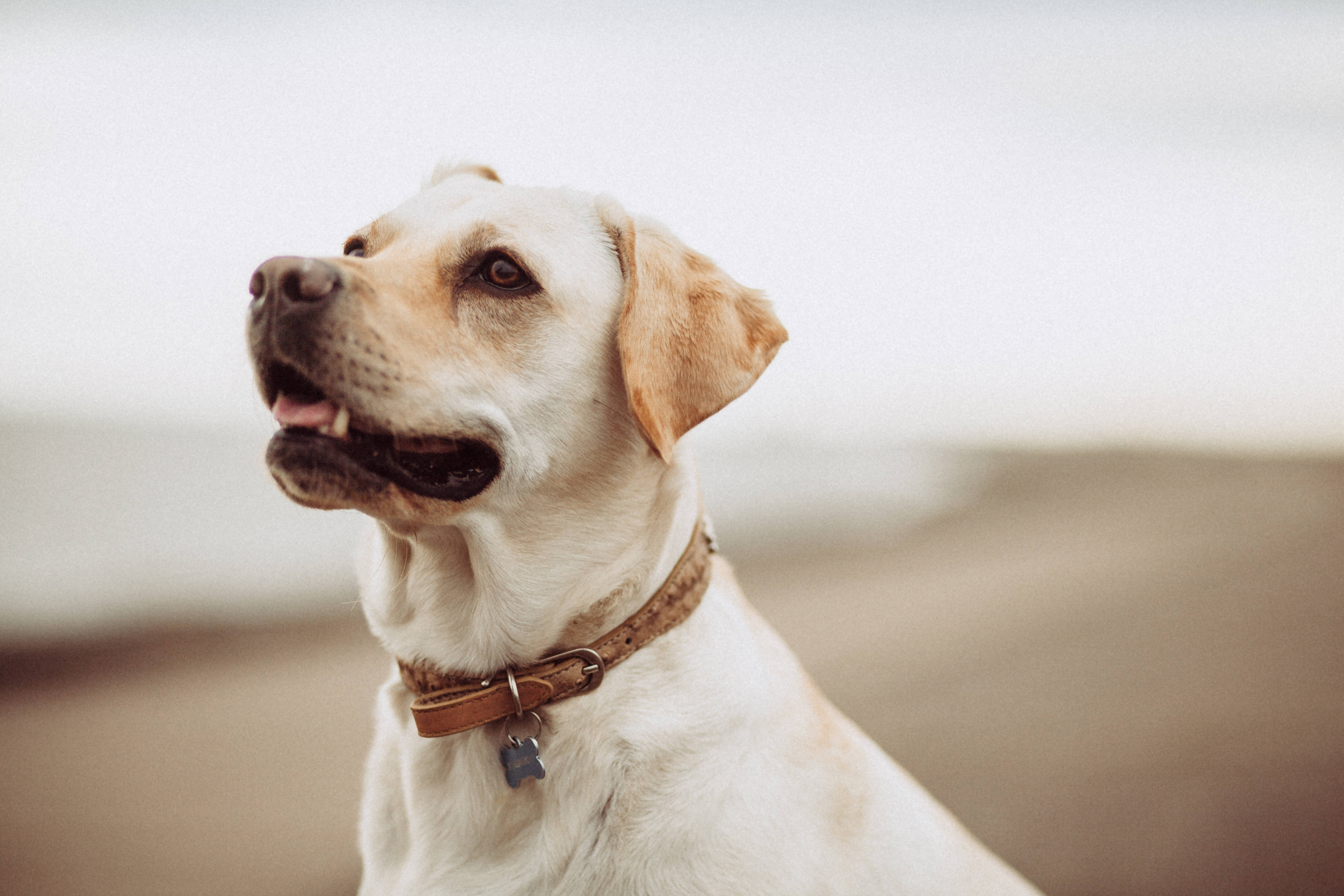 Labrador 桌布 壁紙 — 一隻黃金獵犬戴著棕色皮項圈，在陰天下的柔軟模糊沙灘上向上凝視。