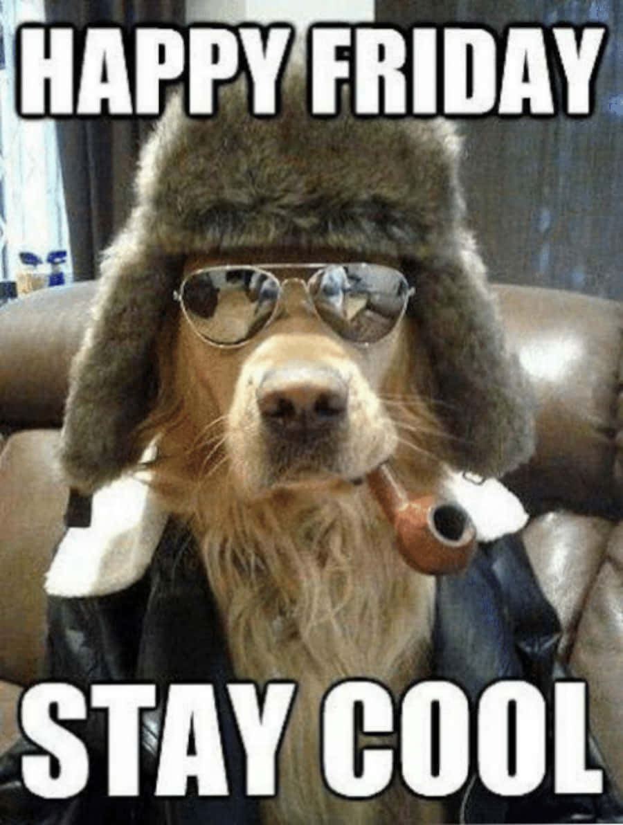 Friday Funny 桌布 壁紙 — 一隻黃金獵犬戴著毛帽、太陽眼鏡和煙斗，在皮椅上休息，並有「happy friday stay cool」文字。