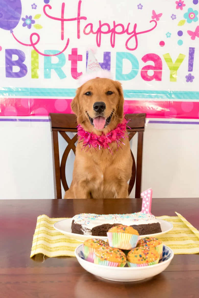 狗 桌布 壁紙 — 一隻黃金獵犬戴著派對帽和粉紅色花環，開心地坐在有蛋糕和杯子蛋糕的生日桌旁。
