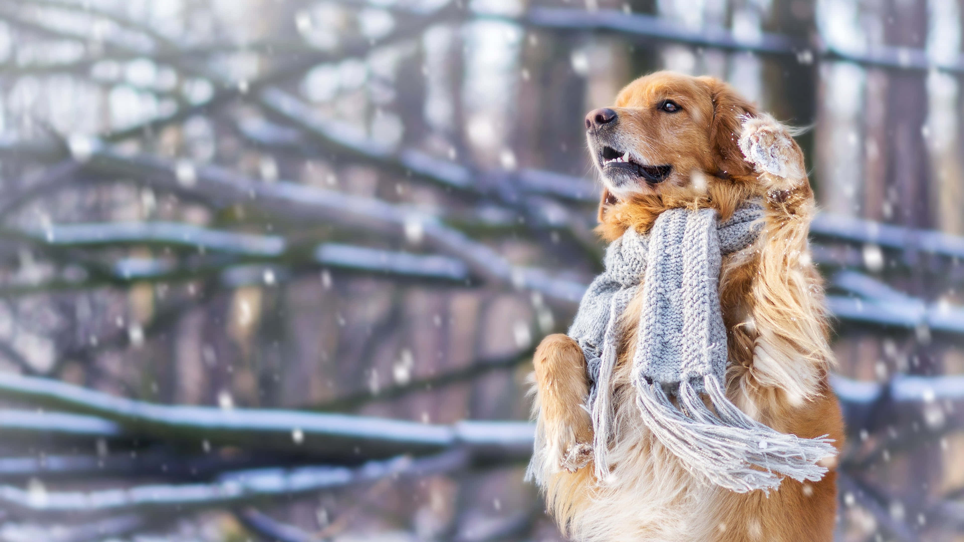 Really Cute Animal 桌布 壁紙 — 一隻黃金獵犬戴著灰色針織圍巾，站在雪地森林中，雪花飄落。