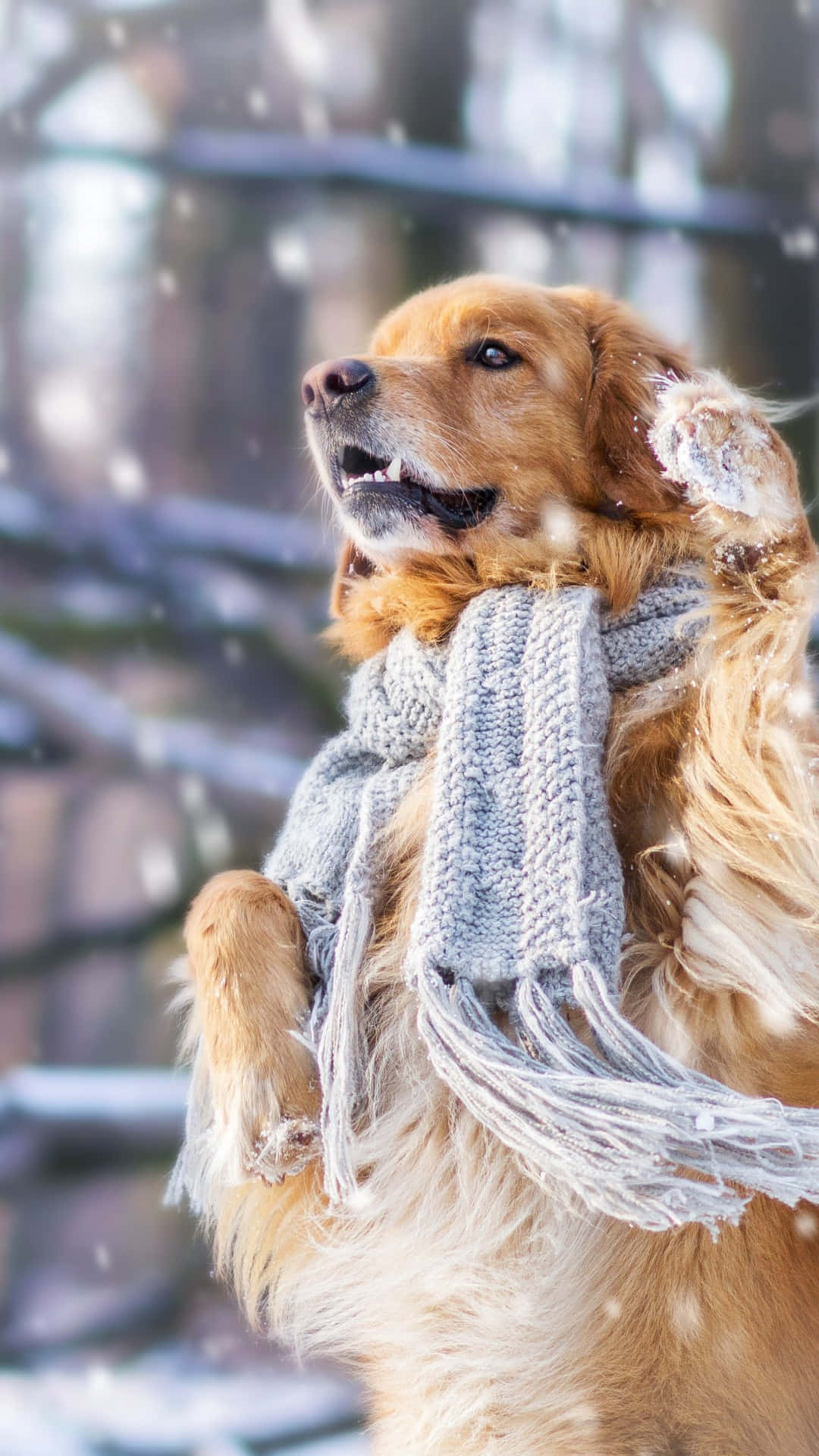 Funny Cute Animals 桌布 壁紙 — 一隻黃金獵犬戴著灰色針織圍巾，站在飄雪中，表情喜悅。
