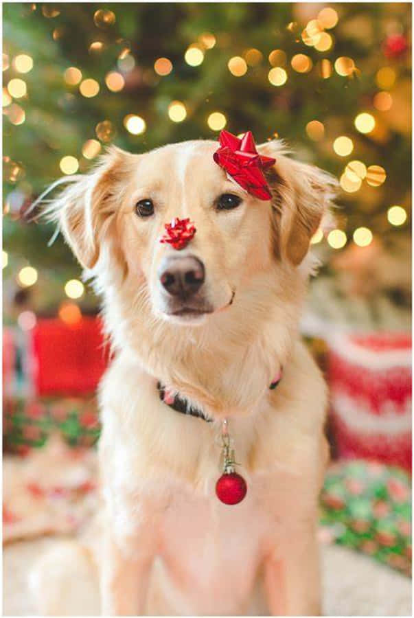 攝影 桌布 壁紙 — 一隻黃金獵犬戴著節日紅色蝴蝶結和裝飾品，坐在閃爍的聖誕樹前。