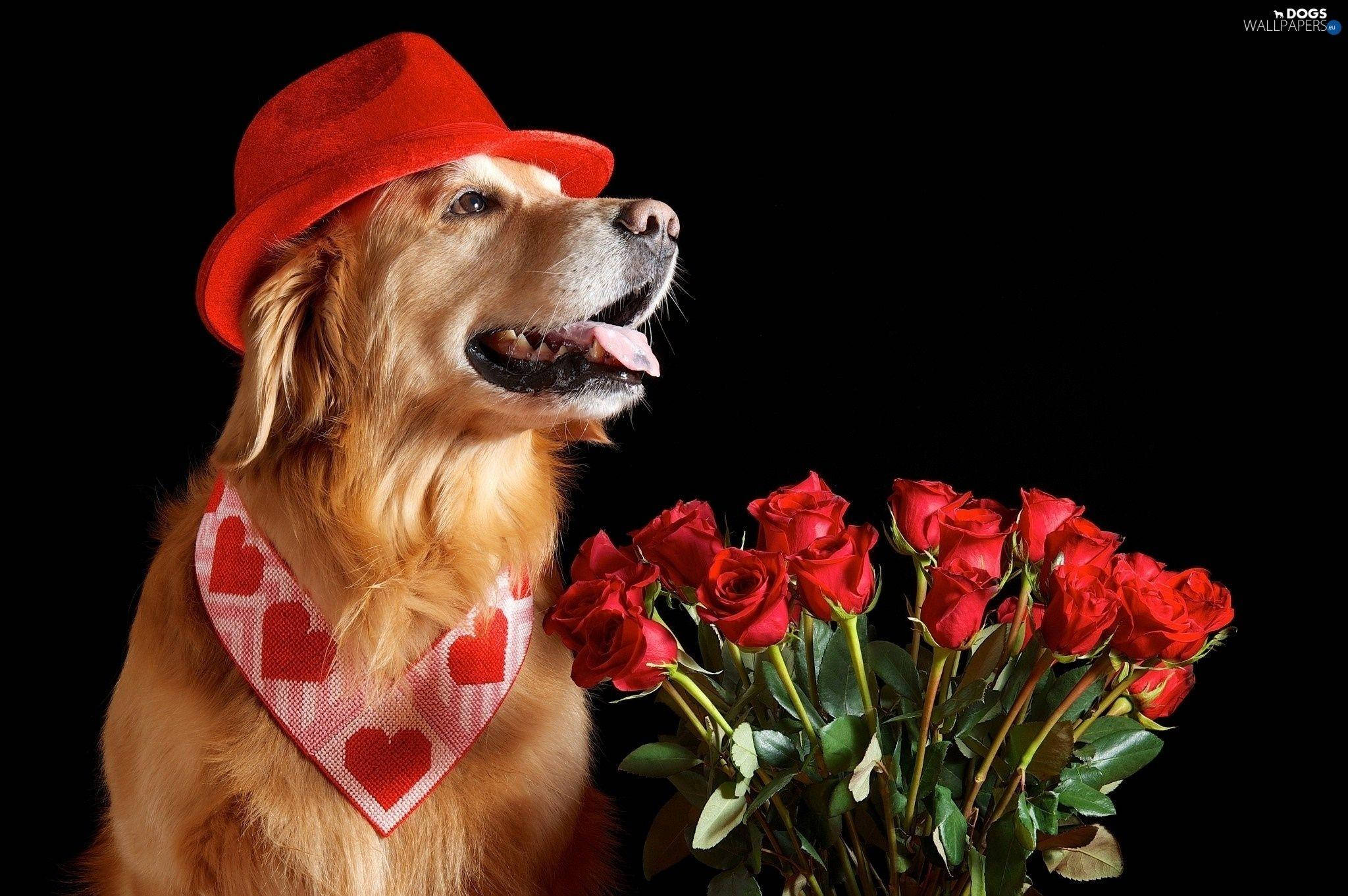 Valentines 桌布 壁紙 — 一隻黃金獵犬戴著紅色帽子和心形圖案頭巾，在黑色背景下拿著一束紅玫瑰。