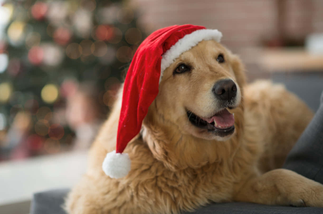 Santa Claus 桌布 壁紙 — 一隻黃金獵犬戴著紅色聖誕帽，在沙發上放鬆，背景有模糊的聖誕樹，開心地微笑。