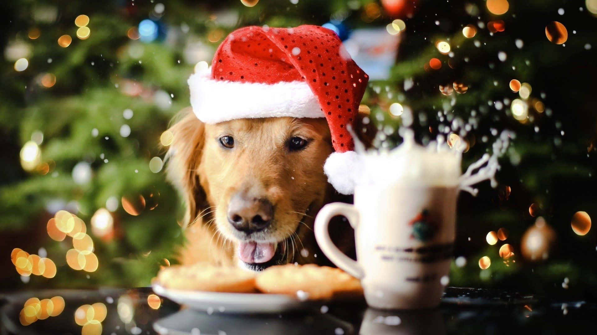 攝影 桌布 壁紙 — 一隻黃金獵犬戴著紅色聖誕老人帽，急切地看著餅乾，旁邊有一杯濺出牛奶的馬克杯，背景是節日氣氛的散景聖誕樹。