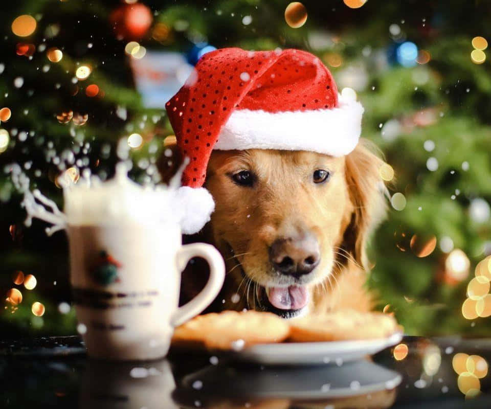 狗 桌布 壁紙 — 一隻黃金獵犬戴著紅色聖誕老人帽，在節日散景聖誕樹背景下，渴望地看著餅乾旁邊濺出的牛奶杯。