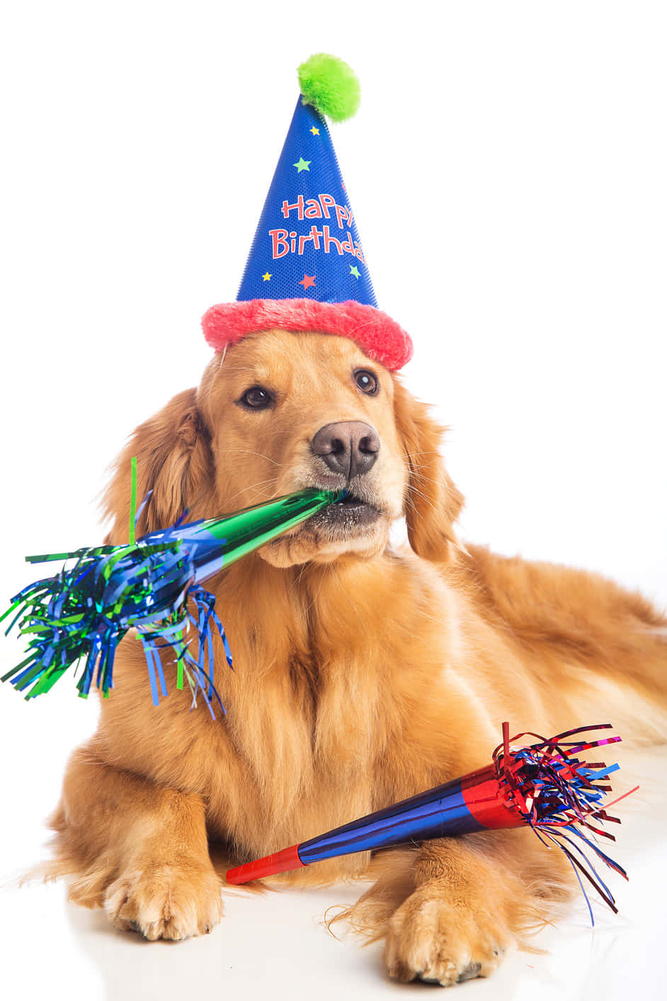 狗 桌布 壁紙 — 一隻黃金獵犬戴著藍色生日帽，嘴裡叼著一個綠色派對拉炮，背景為白色。