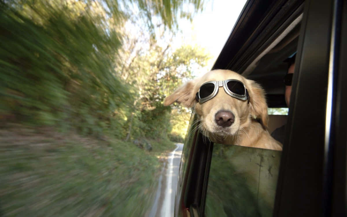 Dog Memes 桌布 壁紙 — 一隻黃金獵犬戴著飛行員太陽眼鏡，在陽光普照的車程中，將頭伸出車窗外，樹木模糊地掠過。