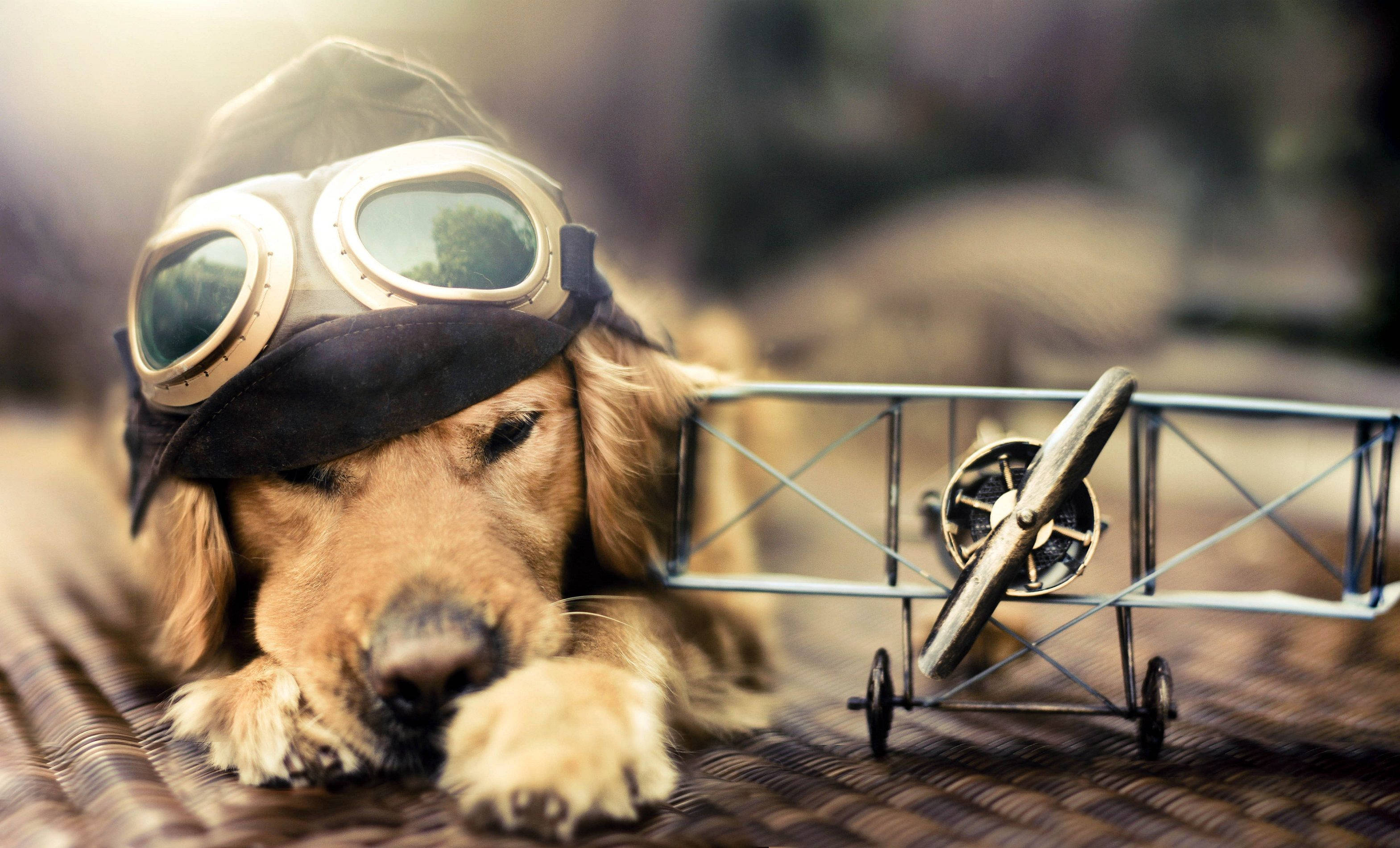 可愛狗狗 桌布 壁紙 — 一隻黃金獵犬戴著飛行員護目鏡和帽子，在編織表面上的一架微型雙翼機旁休息。