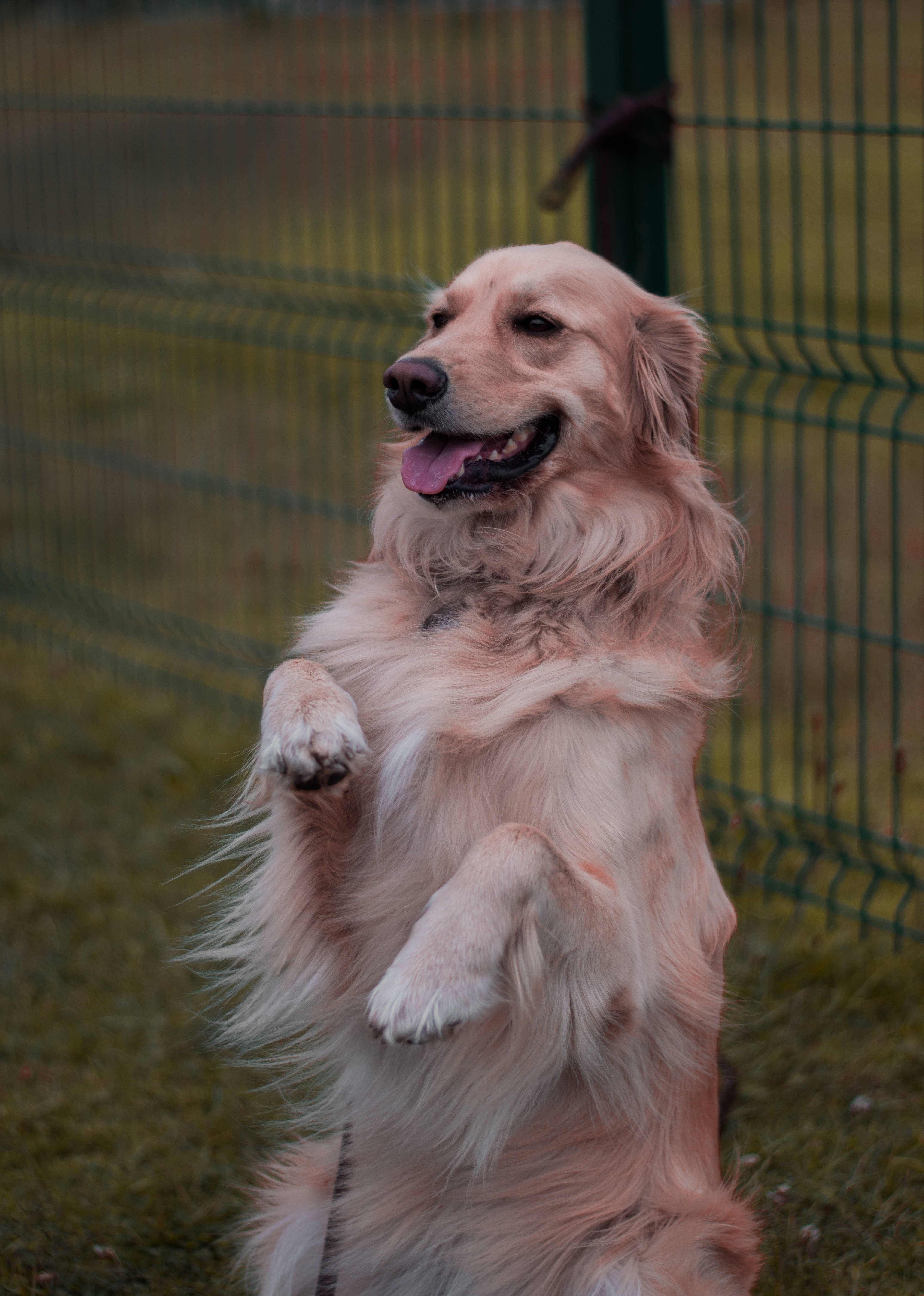 黃金獵犬 桌布 壁紙 — 一隻黃金獵犬用後腿站立，前爪抬起，在綠色籬笆後的草地上。