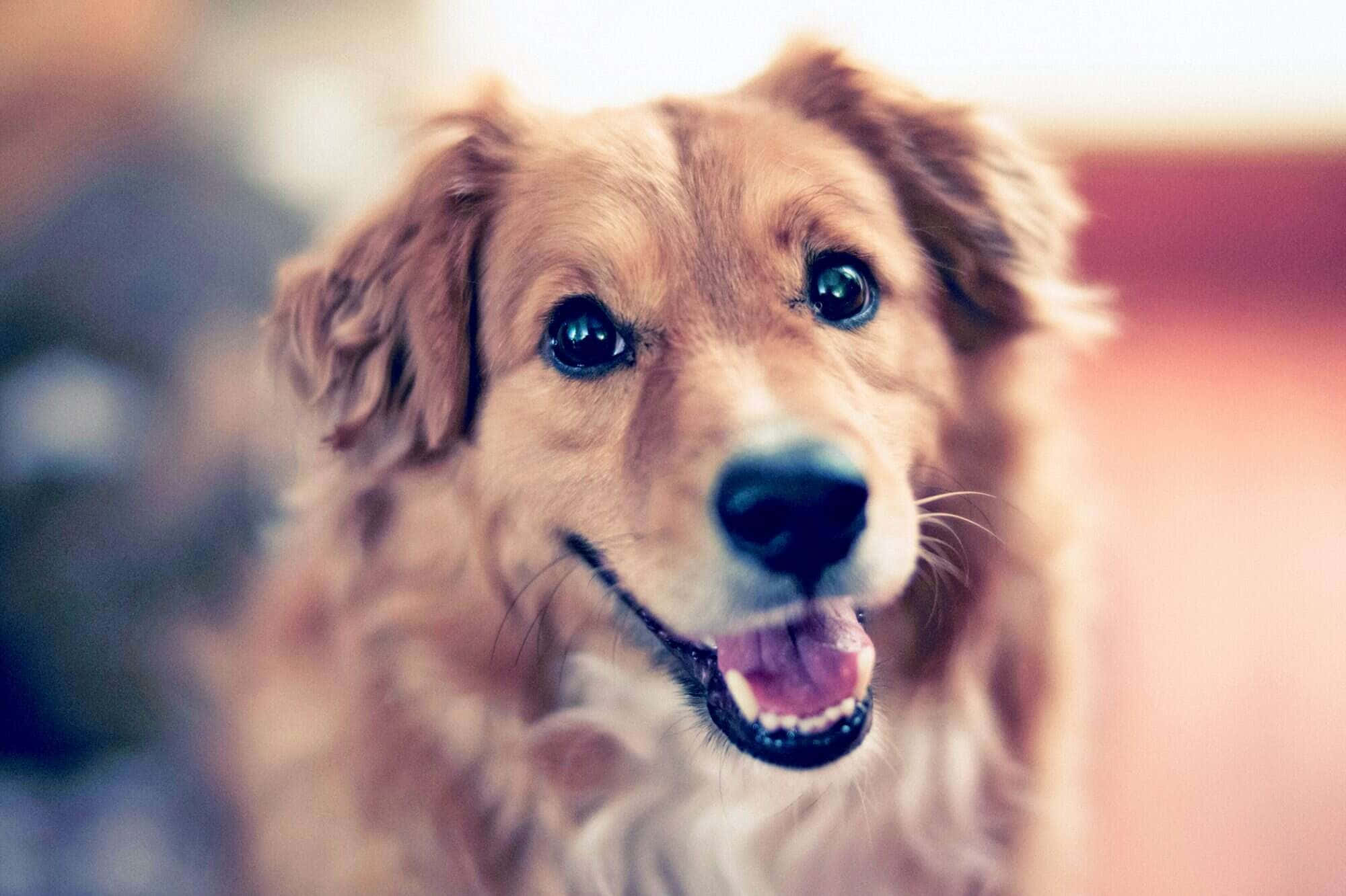 黃金獵犬 桌布 壁紙 — 一隻黃金獵犬的特寫，眼睛明亮，嘴巴開心張開，直視鏡頭。