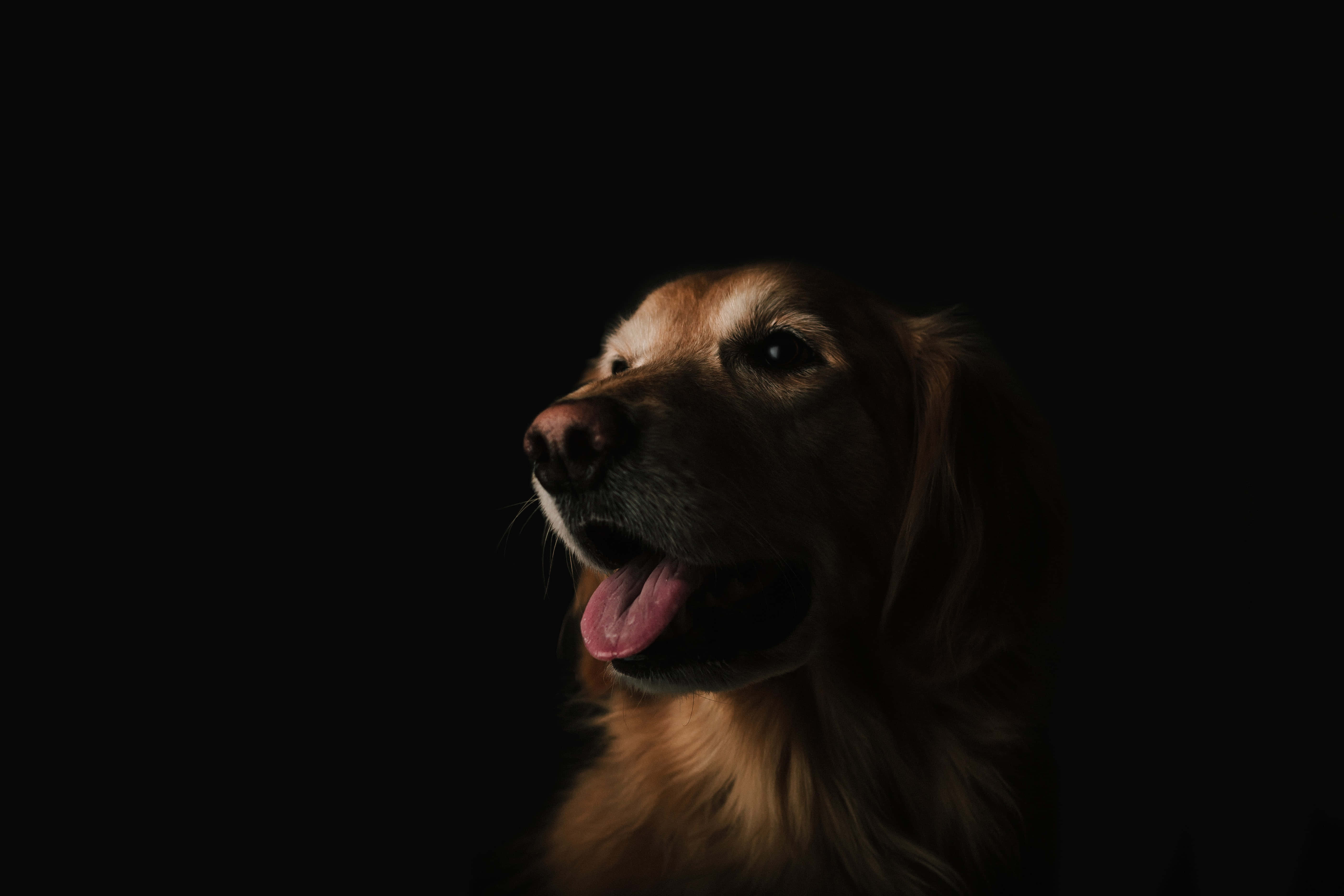 狗 桌布 壁紙 — 一隻黃金獵犬的臉在黑色背景下被柔和地照亮，伸出舌頭露出開心的表情。