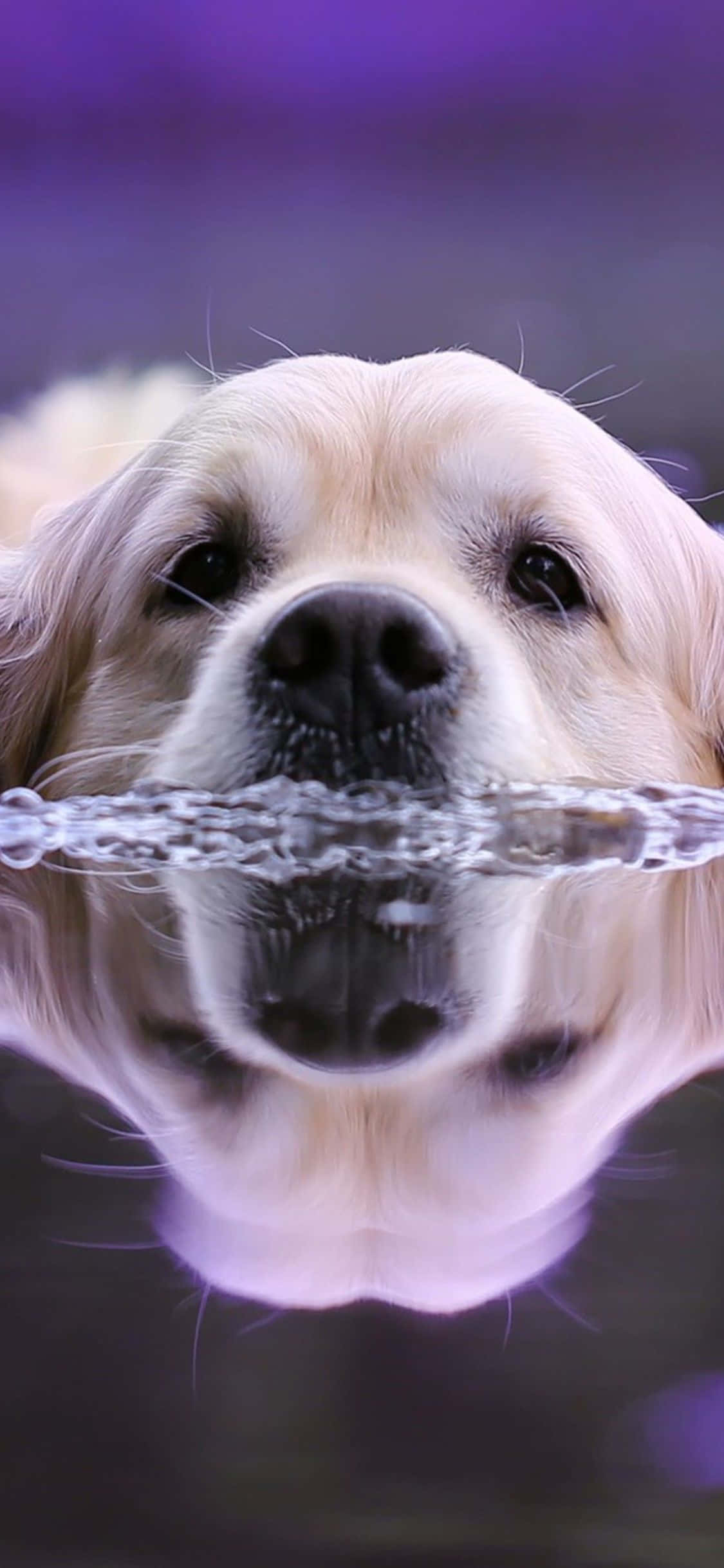 Dog iPhone 桌布 壁紙 — 一隻黃金獵犬的臉從水中浮現，紫色的光芒映照出牠快樂的表情。