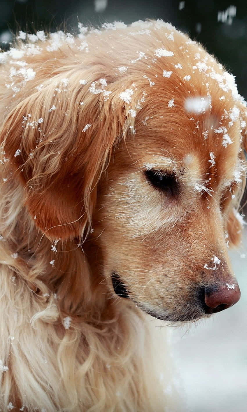動物 桌布 壁紙 — 一隻黃金獵犬的蓬鬆頭部灑滿雪花，在冬日場景中溫柔地凝視。