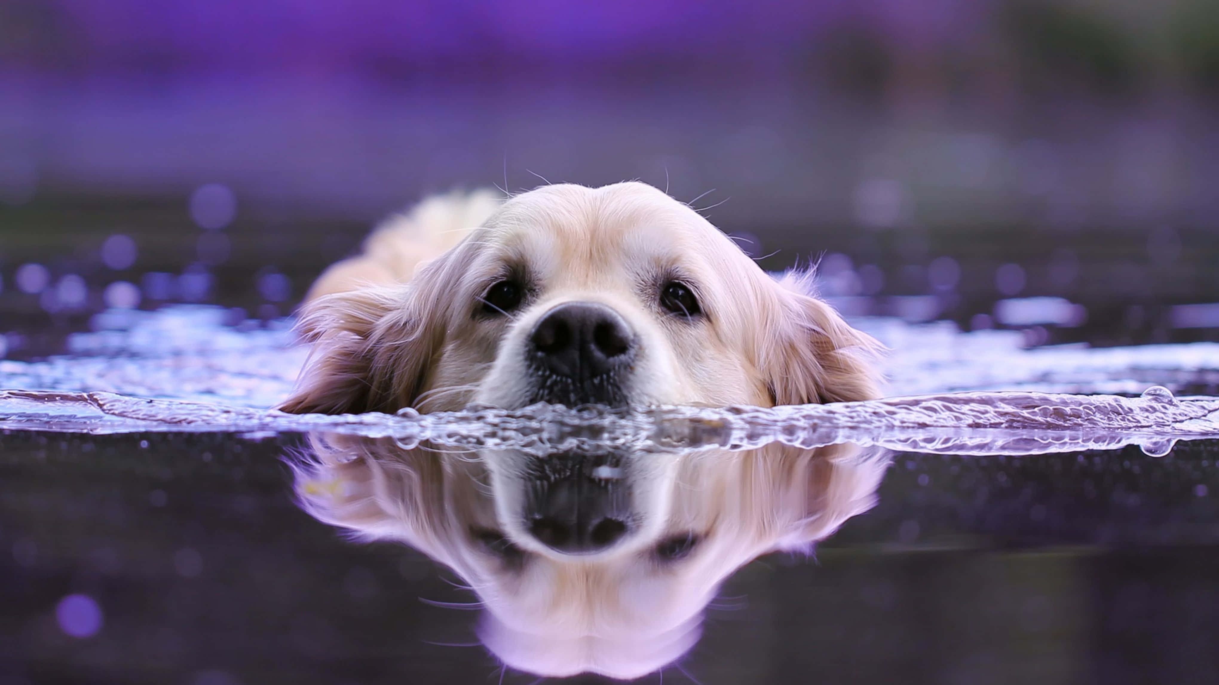 黃金獵犬 桌布 壁紙 — 一隻黃金獵犬的頭從紫色水中浮現，下方有清晰的倒影。