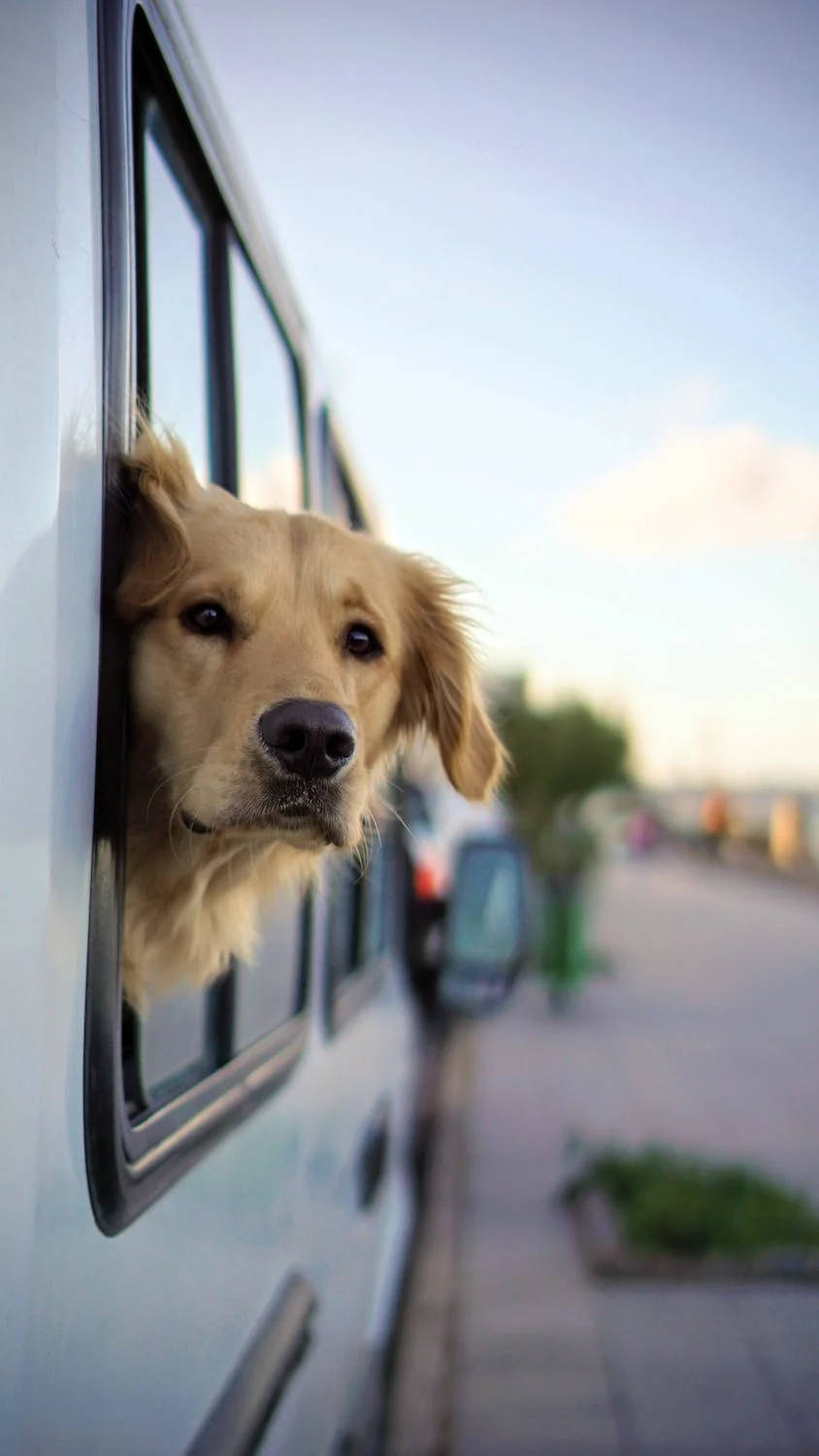 黃金獵犬在陽光普照的駕駛中從車窗向外望 — iPhone 4K 壁紙 壁紙