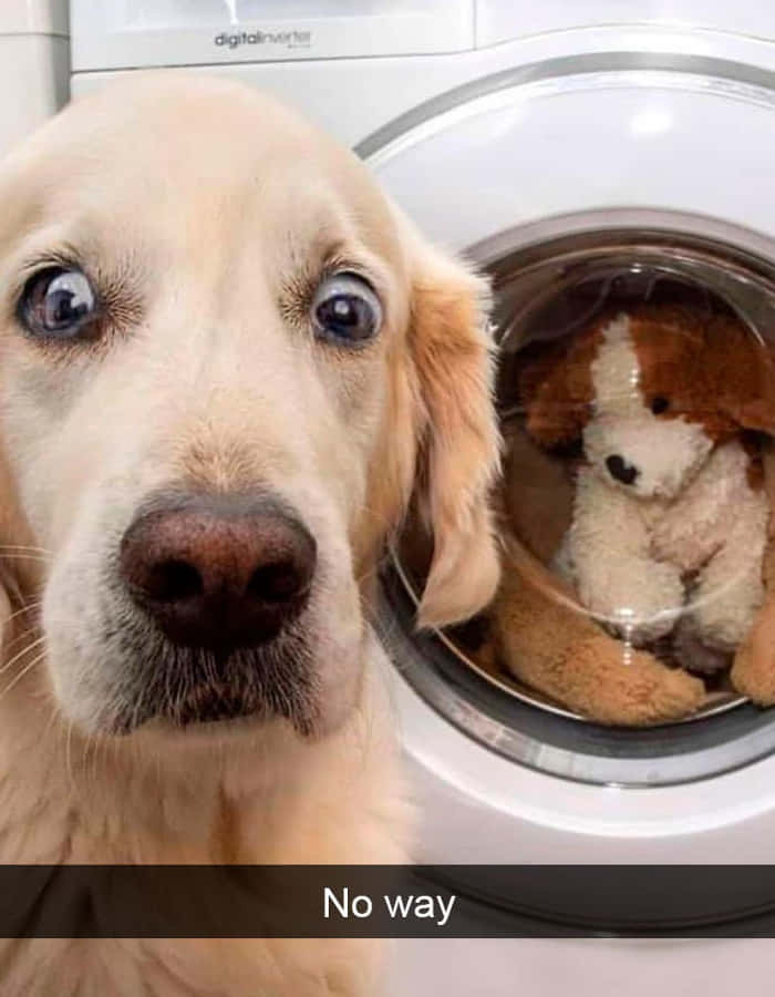 狗 桌布 壁紙 — 一隻黃金獵犬瞪大眼睛，震驚地看著一隻填充狗玩具放在前置式洗衣機內。