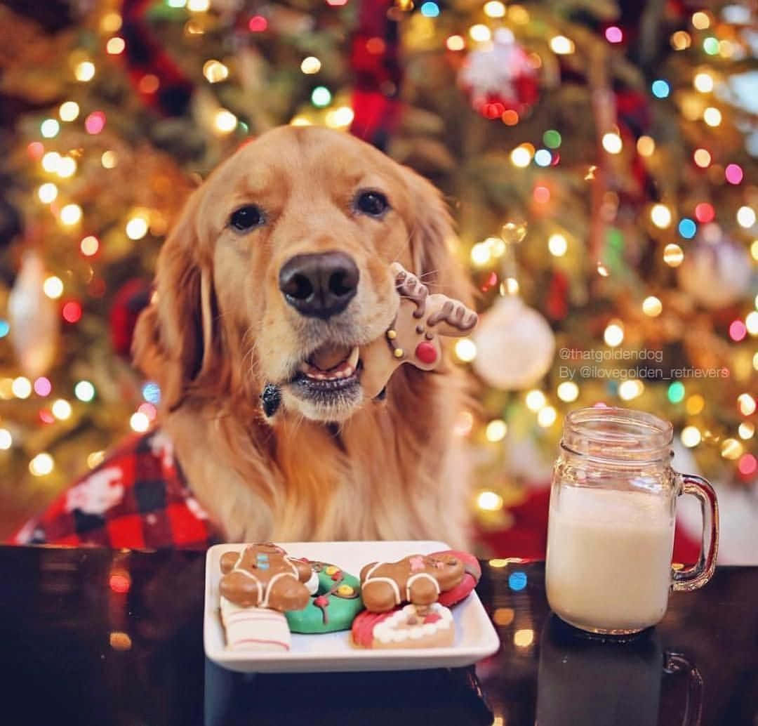 狗 桌布 壁紙 — 一隻黃金獵犬穿著格紋襯衫，拿著一塊馴鹿餅乾，坐在一盤節日點心和一杯牛奶前，背景是閃爍的聖誕樹。