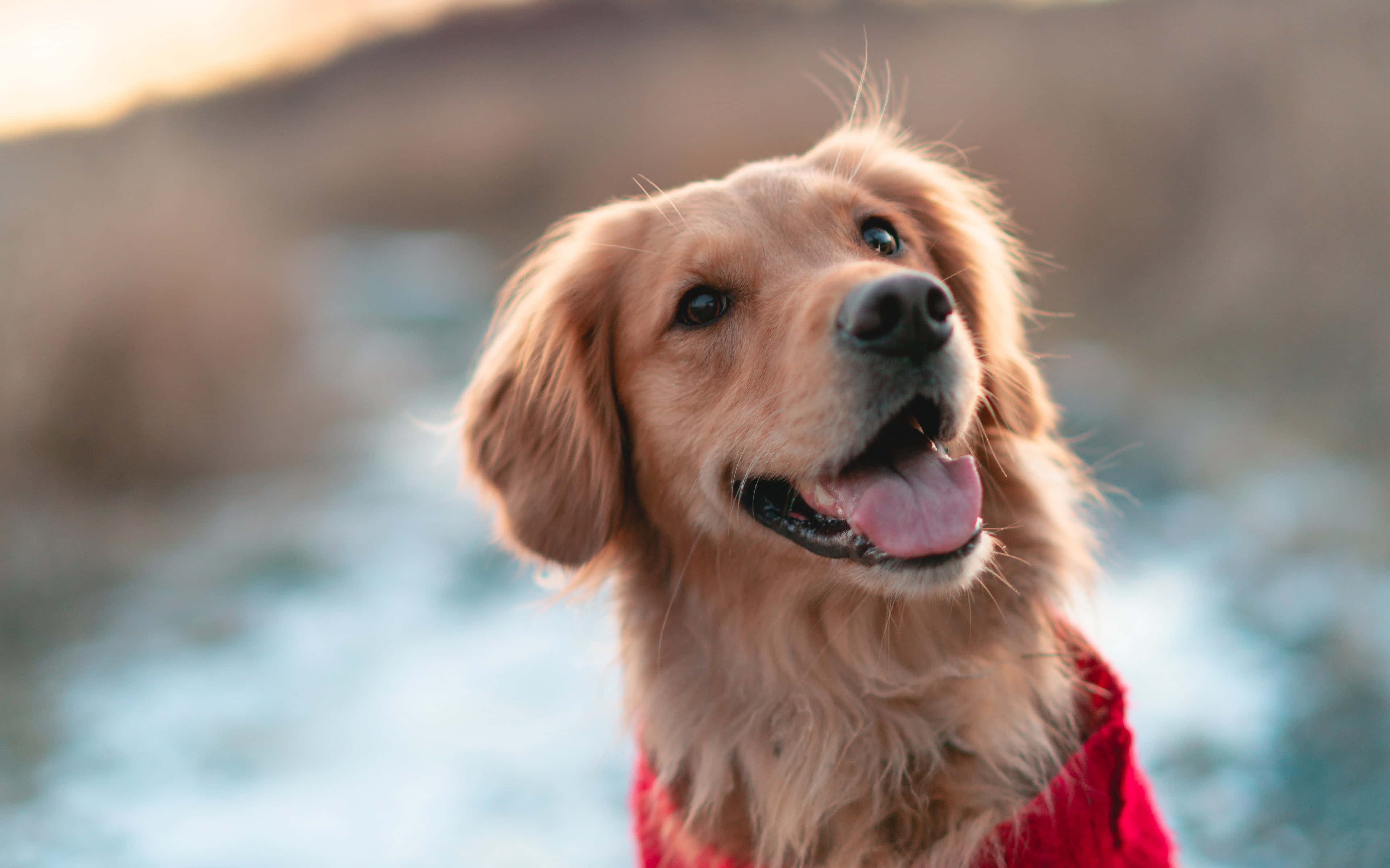 黃金獵犬 桌布 壁紙 — 一隻黃金獵犬穿著紅色毛衣，對著模糊的水和山丘背景開心微笑。