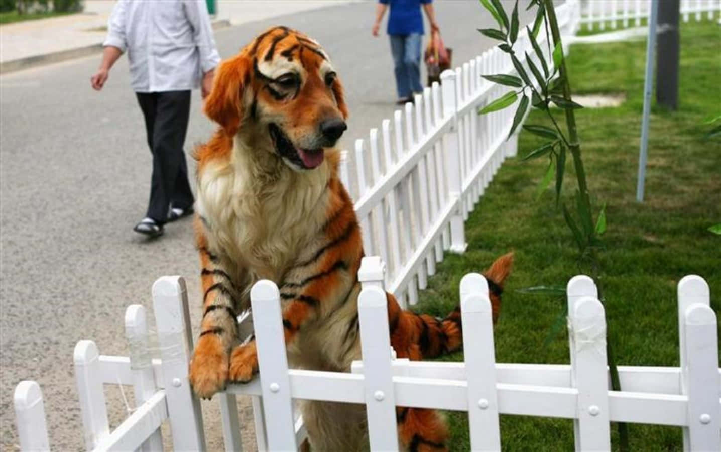 藝術 桌布 壁紙 — 一隻黃金獵犬穿著老虎服裝，坐在陽光明媚的郊區庭院的白色尖樁籬笆上。