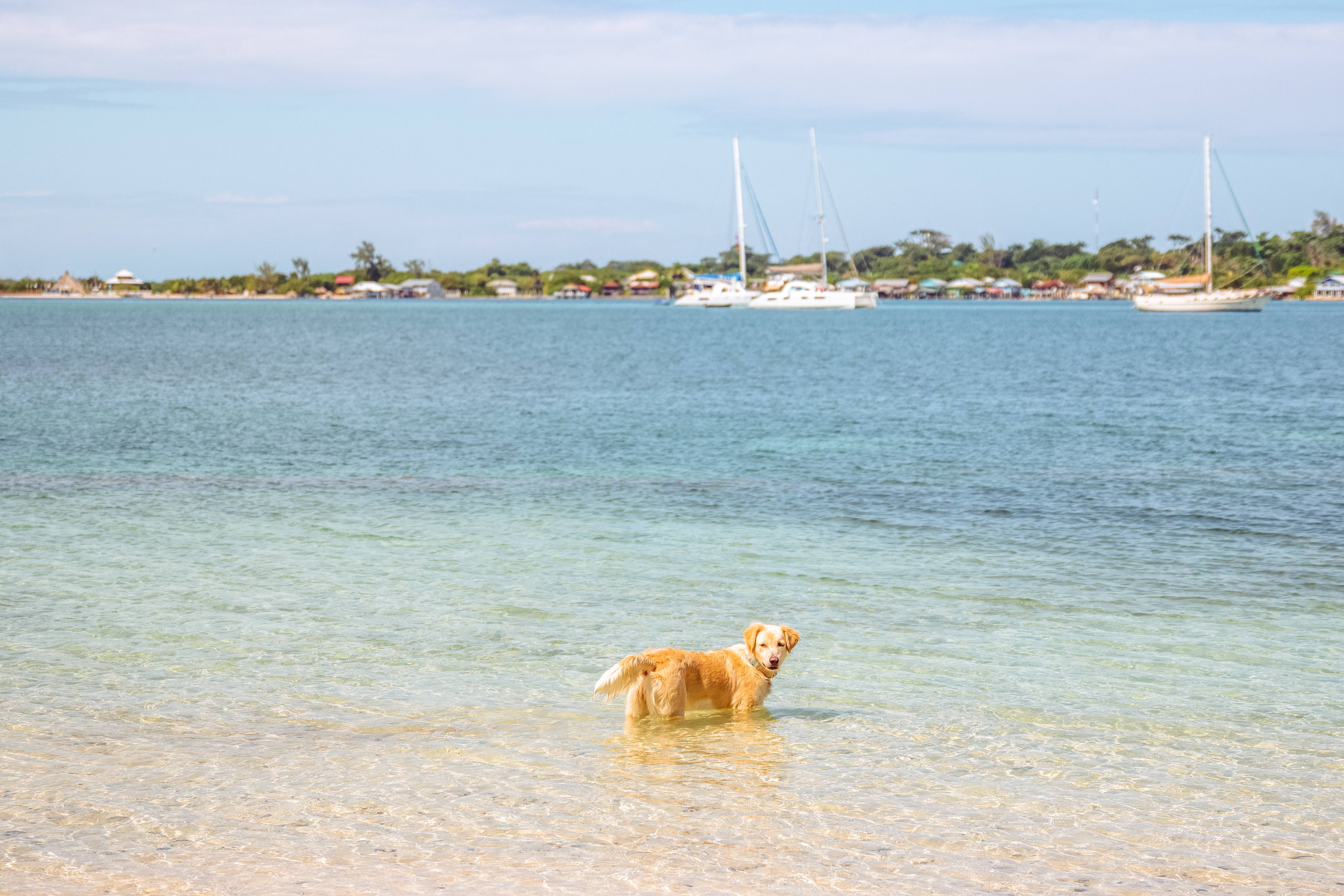 Honduras 桌布 壁紙 — 一隻黃金獵犬站在淺藍綠色的水中，遠處有帆船在明亮的藍天下錨泊。