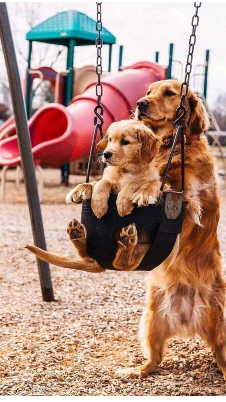 動物 桌布 壁紙 — 一隻黃金獵犬站在碎石上，推著一個載有小狗的鞦韆，背景有一個紅色溜滑梯。