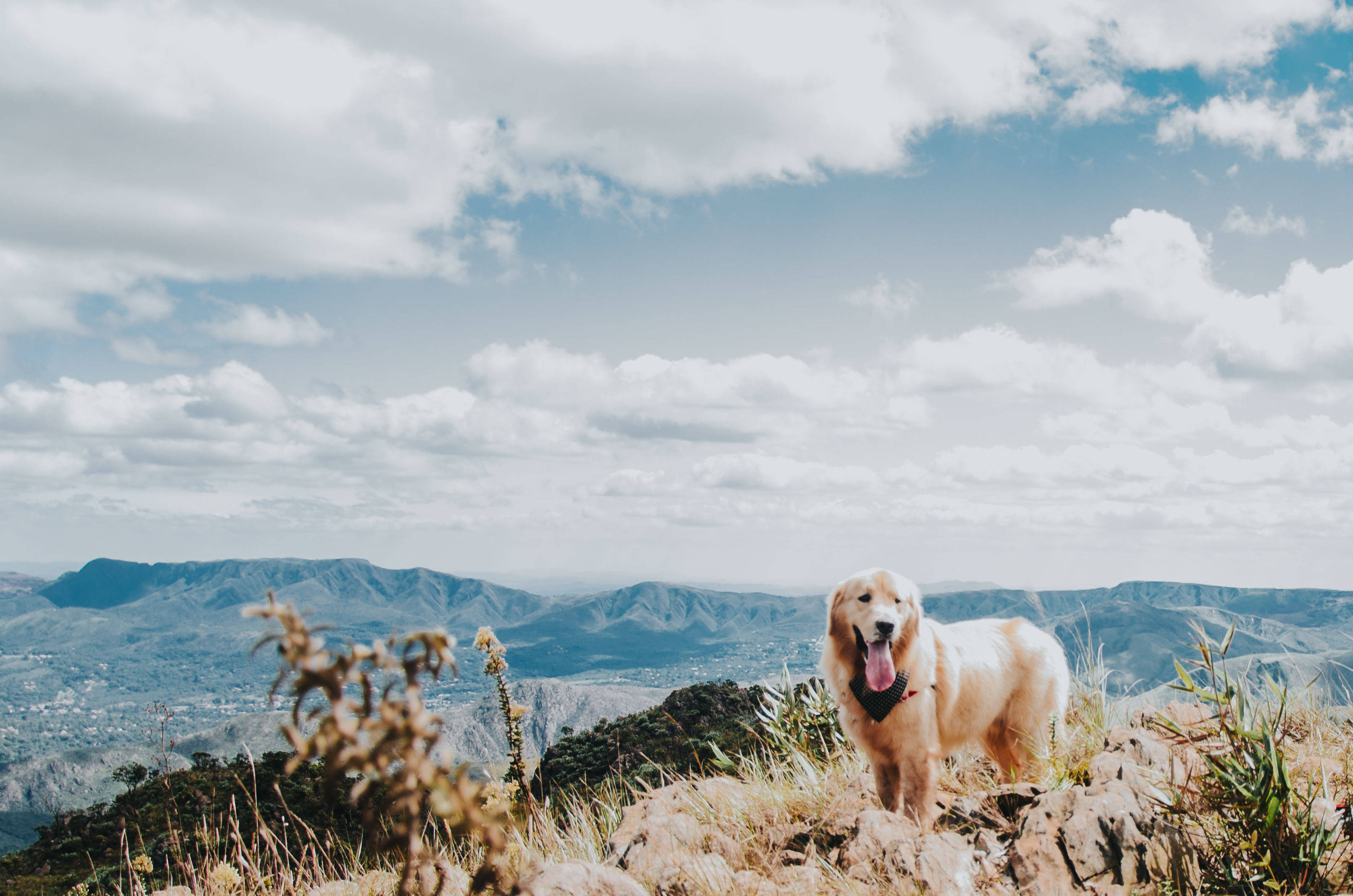 黃金獵犬 桌布 壁紙 — 一隻黃金獵犬站在陽光普照的山脊上，俯瞰著廣闊的山谷，天空部分多雲。