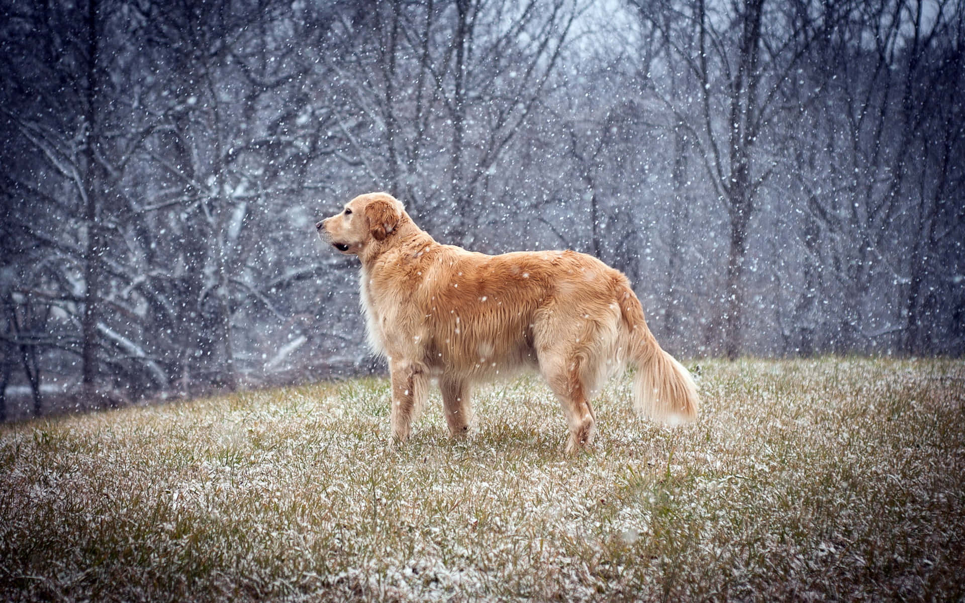 黃金獵犬 桌布 壁紙 — 一隻黃金獵犬站在雪地上，身後有光禿禿的樹木，雪花輕輕飄落。