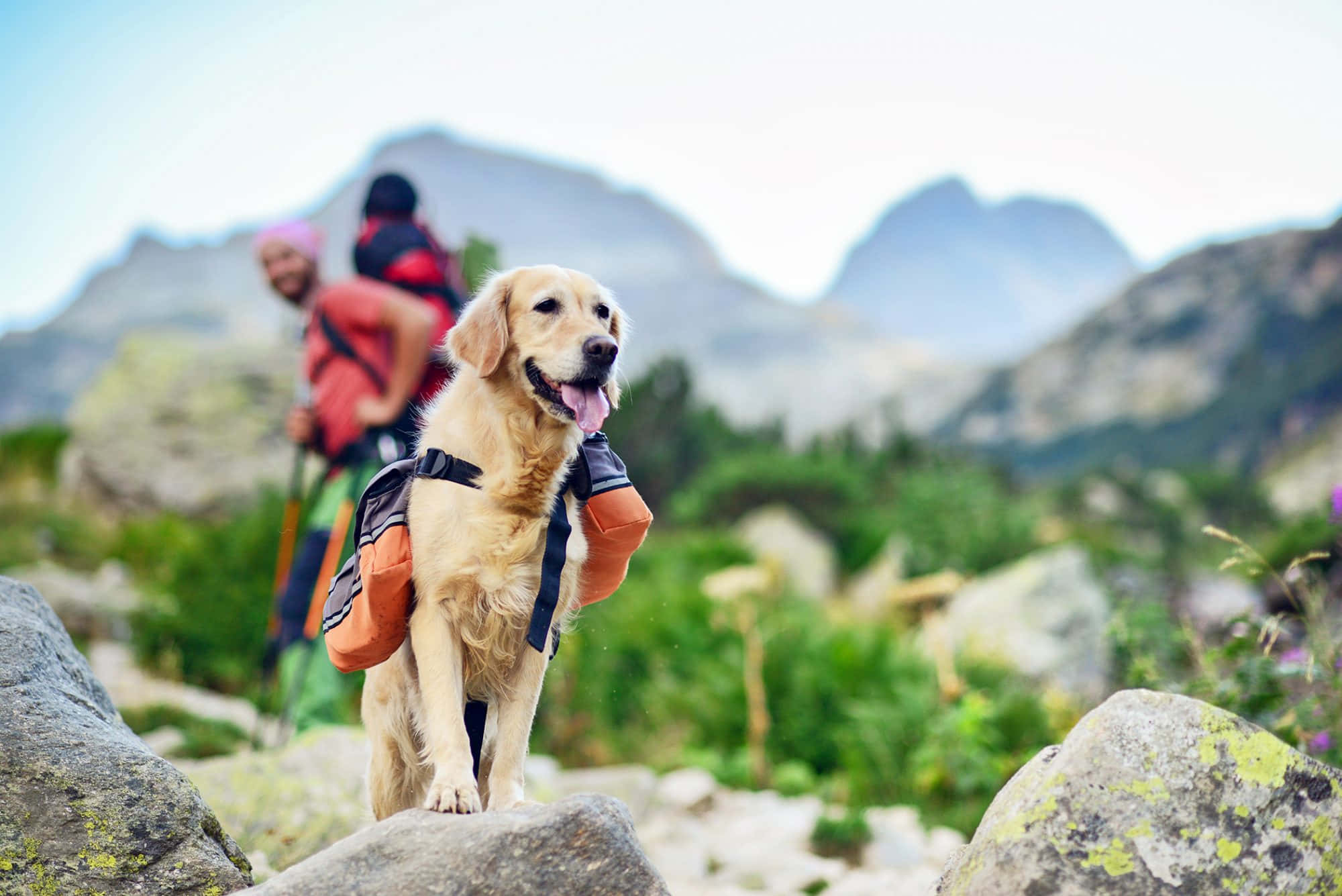 Hiking 桌布 壁紙 — 一隻黃金獵犬背著登山背包，驕傲地站在岩石山徑上，背景有登山者。