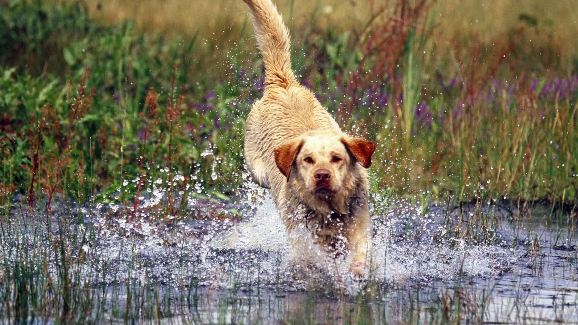 Yellow Labrador 桌布 壁紙 — 一隻黃金獵犬衝過淺水，在高草和紫色野花間猛烈濺水。