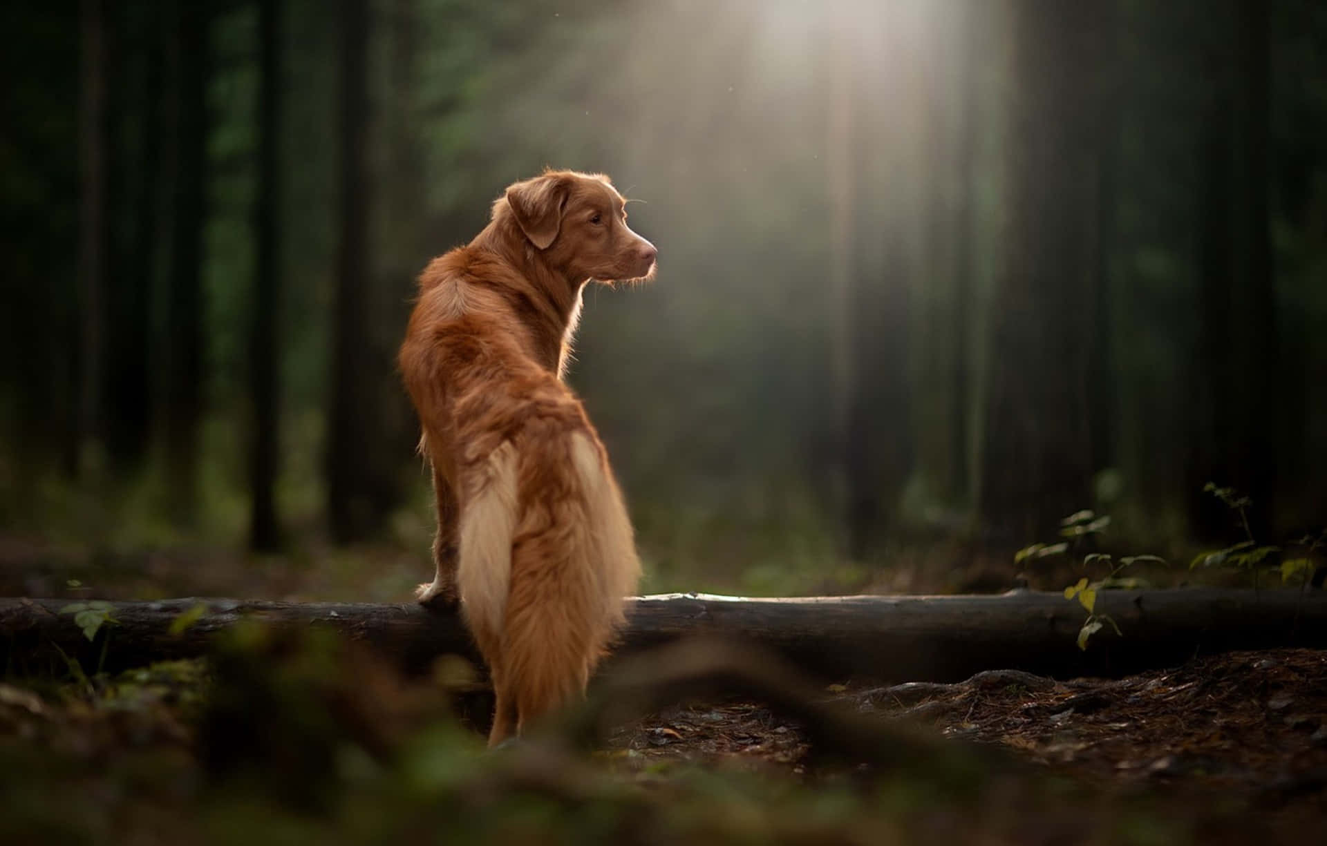 森林 桌布 壁紙 — 一隻黃金獵犬警覺地坐在陽光普照的森林中的一根木頭上，沐浴在穿過高聳樹木的溫暖光線中。